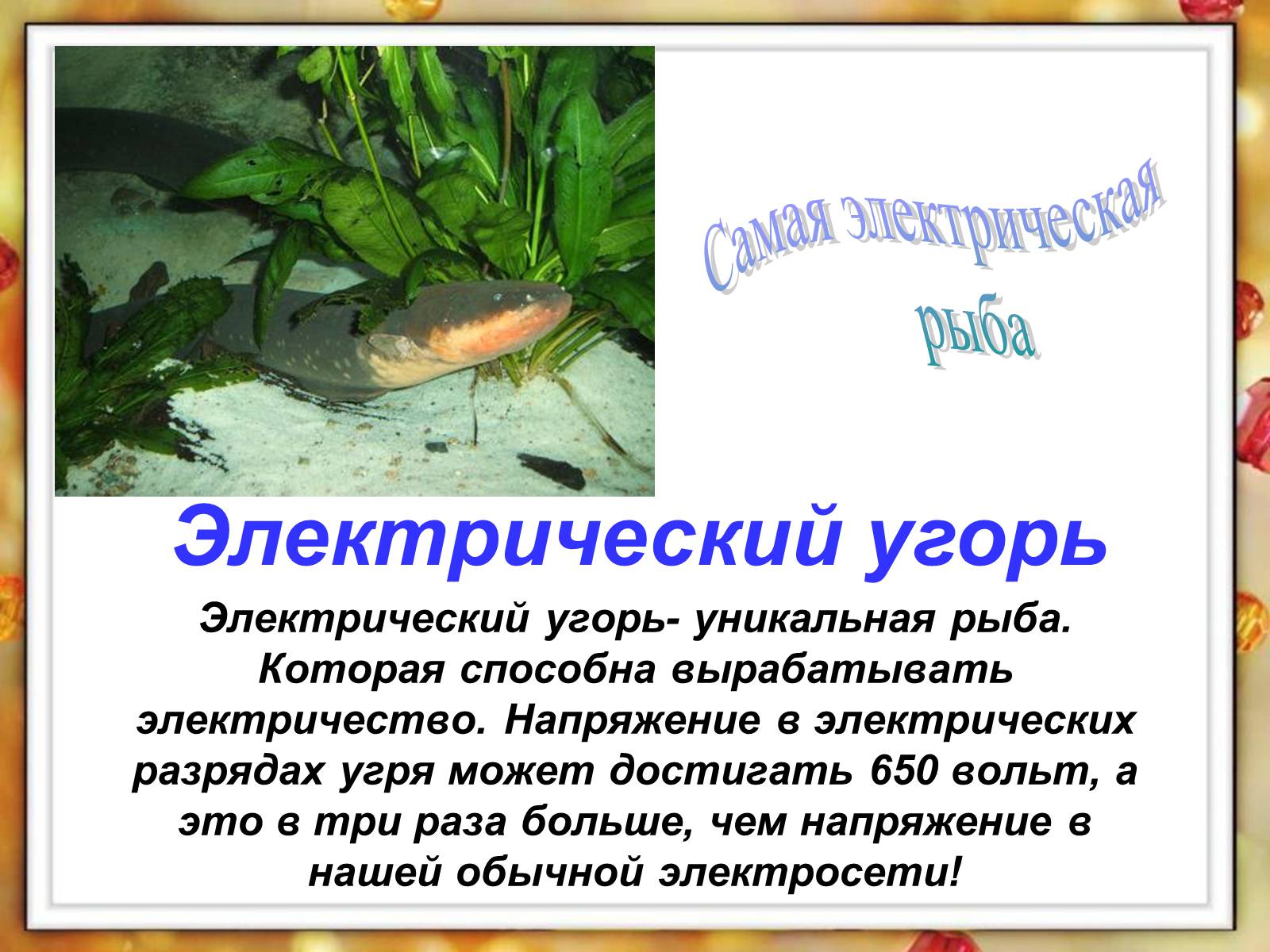 Презентація на тему «Рыбы» - Слайд #6