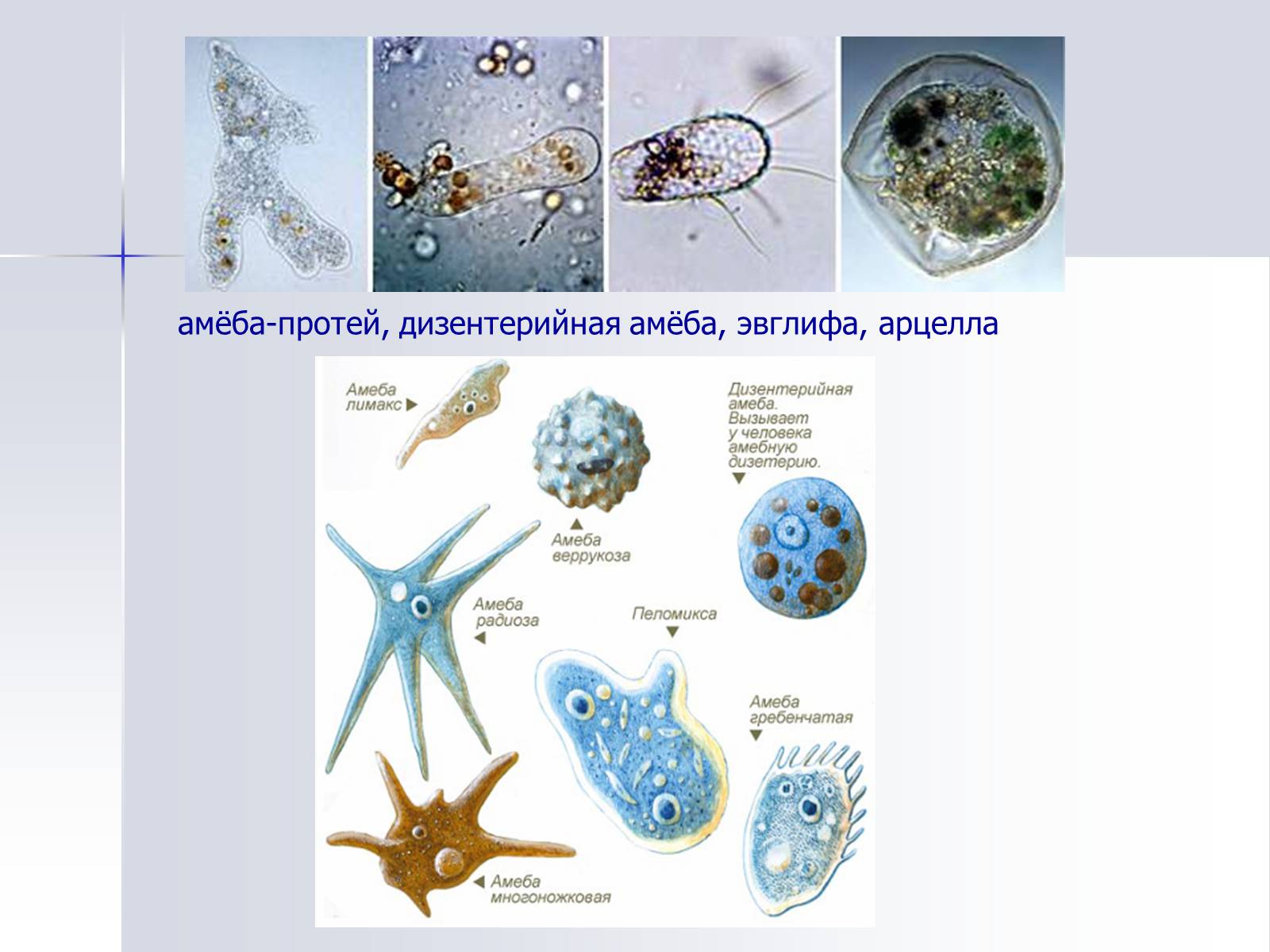 Амеба систематика. Амеба веррукоза. Разновидности амеб. Тип простейшие представители. Амебы названия.