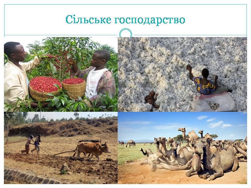 Презентація на тему «Країни Східної Африки: Ефіопія» - Слайд #20