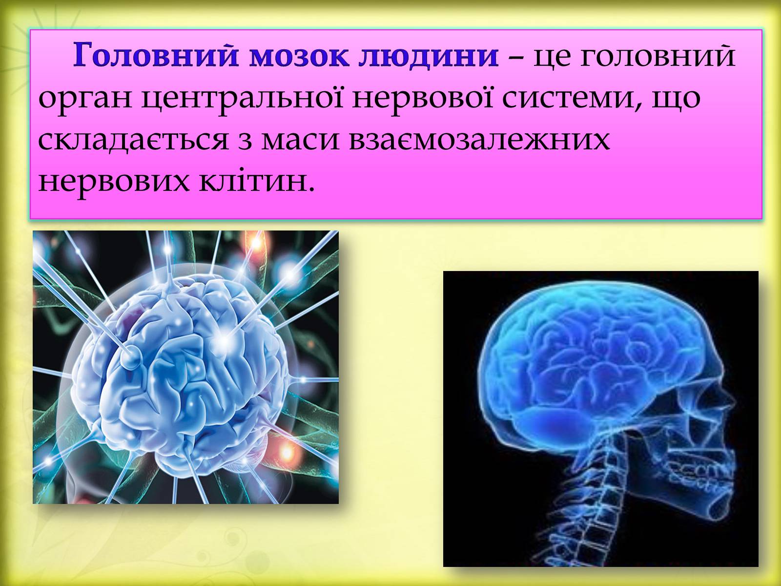 Презентація на тему «Головний мозок» (варіант 3) - Слайд #2
