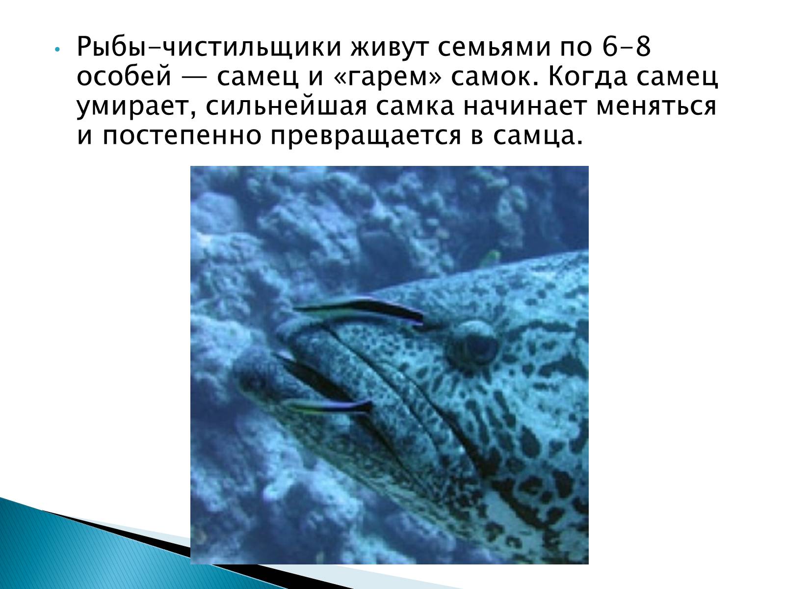 Презентація на тему «Костные рыбы» - Слайд #40