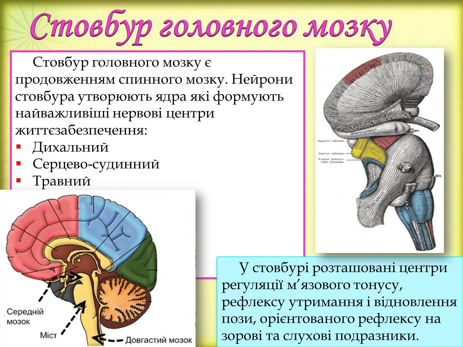 Презентація на тему «Головний мозок» (варіант 3) - Слайд #10