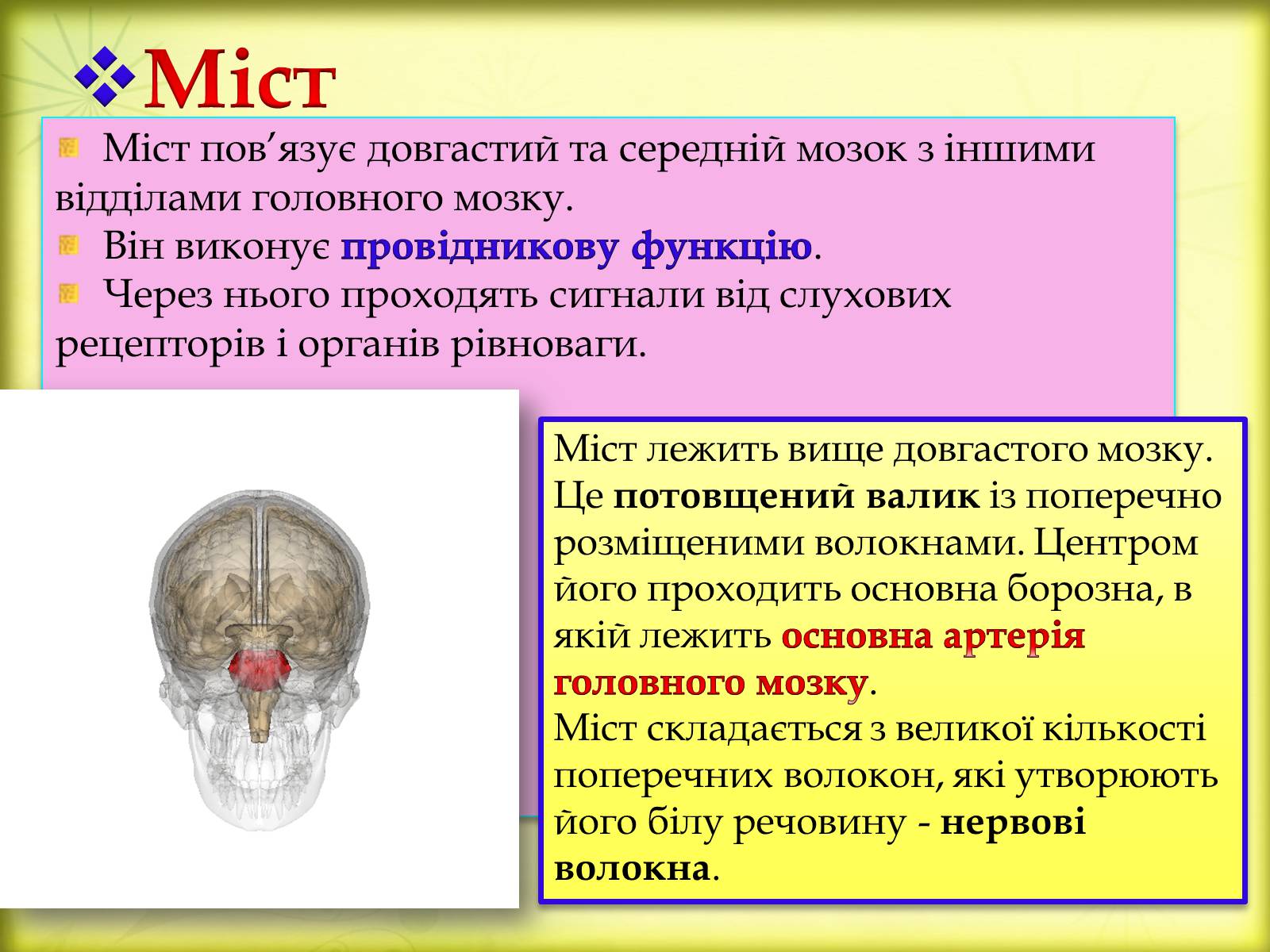 Презентація на тему «Головний мозок» (варіант 3) - Слайд #12