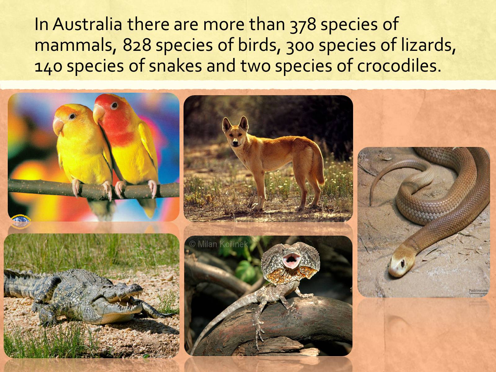 Презентація на тему «Flora and fauna of Australia» - Слайд #3