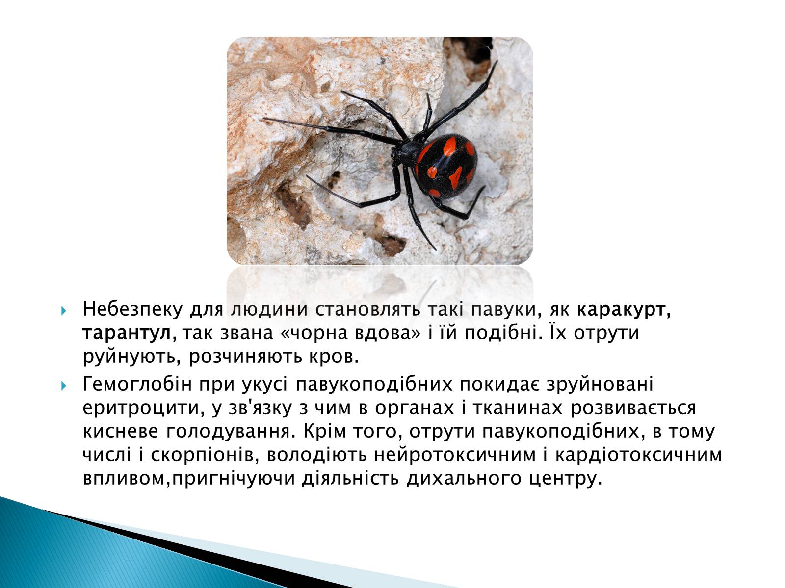 Презентація на тему «Отруєння укусами павуків» - Слайд #2