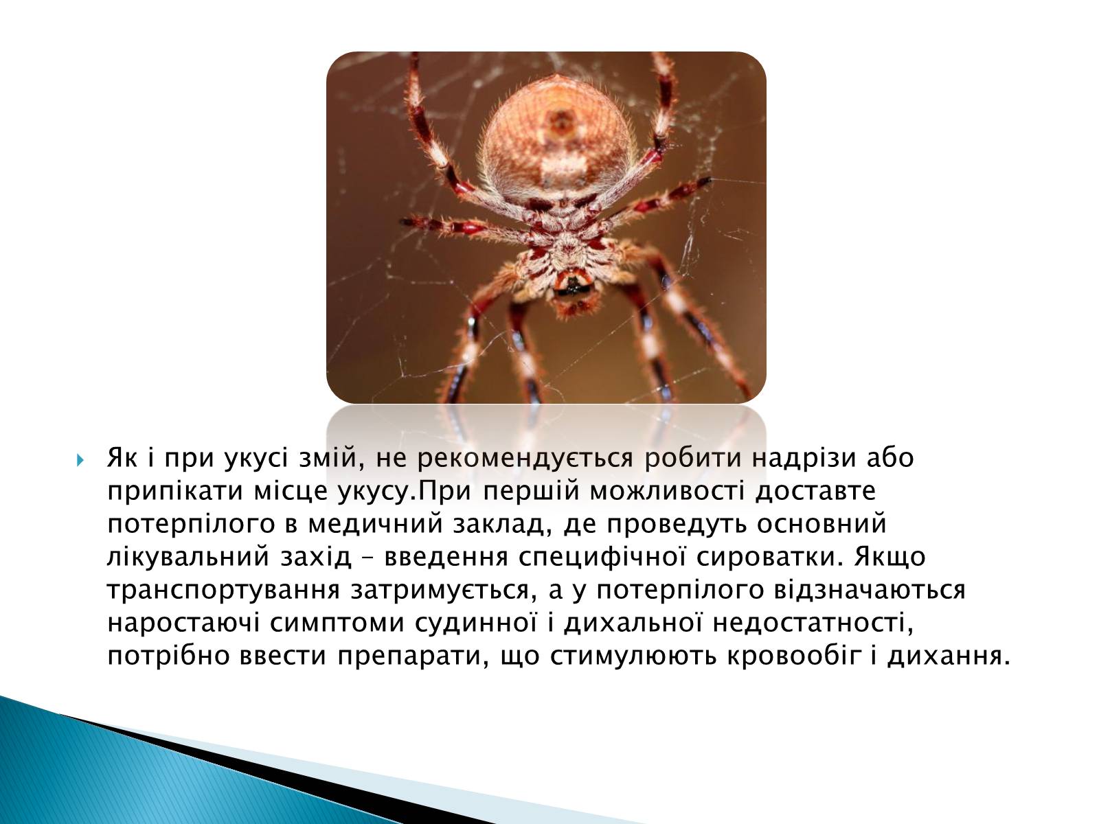 Презентація на тему «Отруєння укусами павуків» - Слайд #5