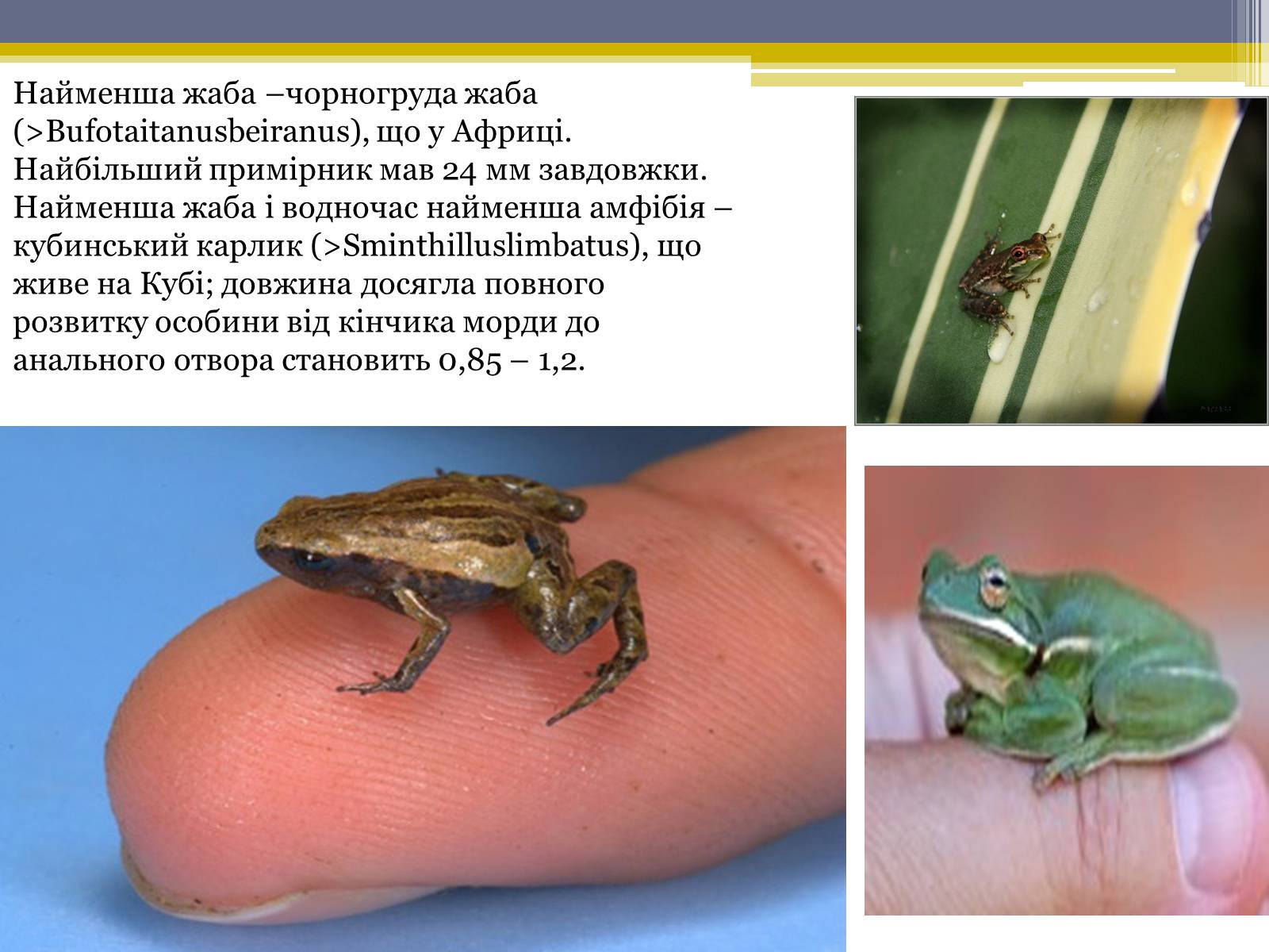 Презентація на тему «Різноманітність жаб» - Слайд #9
