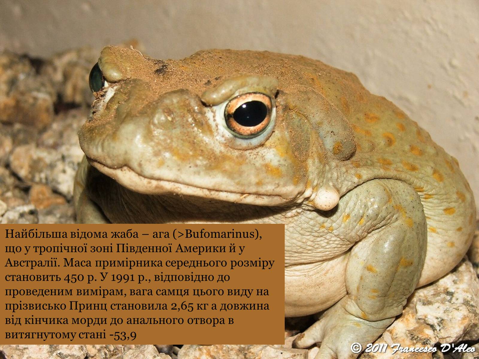 Презентація на тему «Різноманітність жаб» - Слайд #10