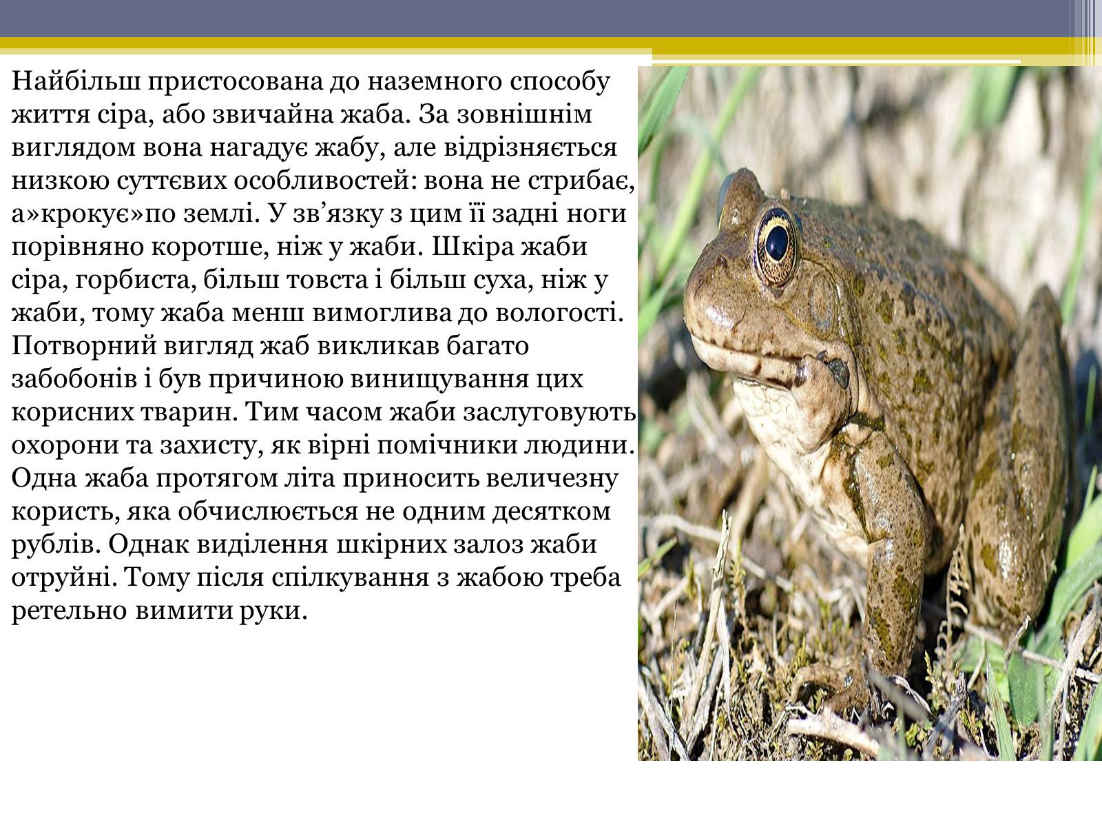 Презентація на тему «Різноманітність жаб» - Слайд #12