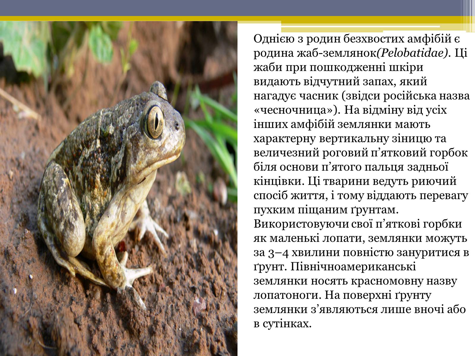 Презентація на тему «Різноманітність жаб» - Слайд #13