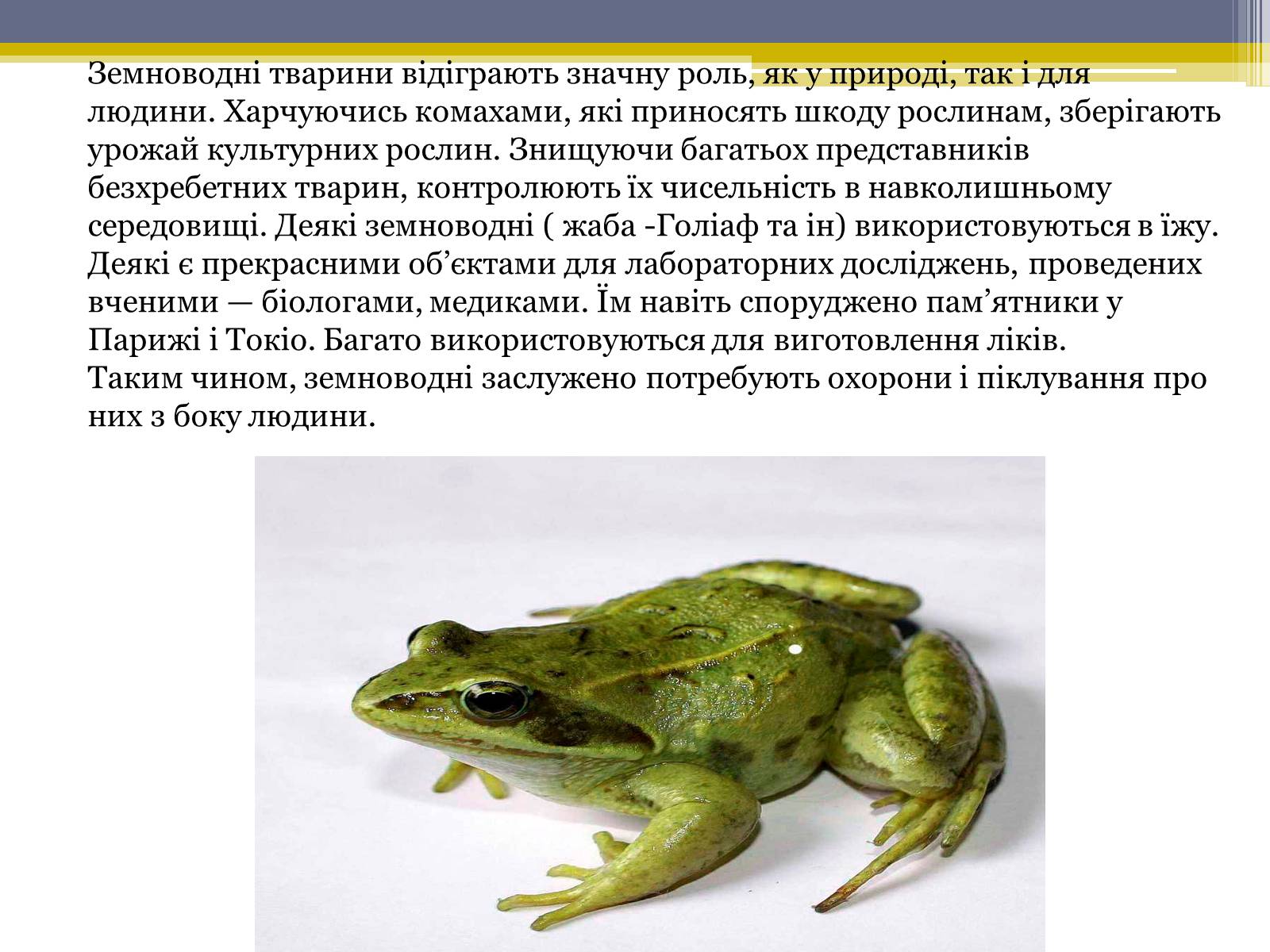 Презентація на тему «Різноманітність жаб» - Слайд #16