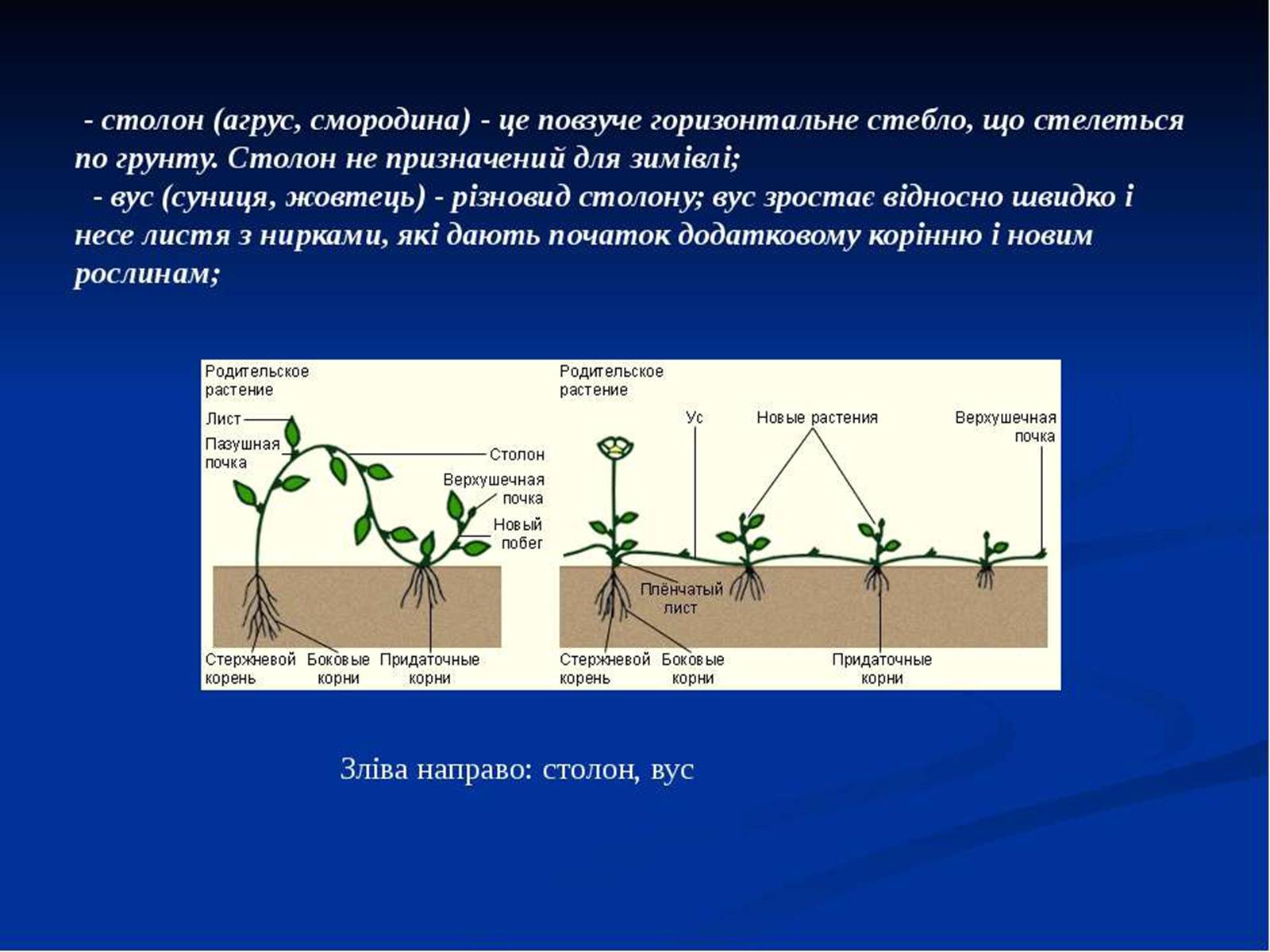 Презентація на тему «Розмноження рослин» - Слайд #12
