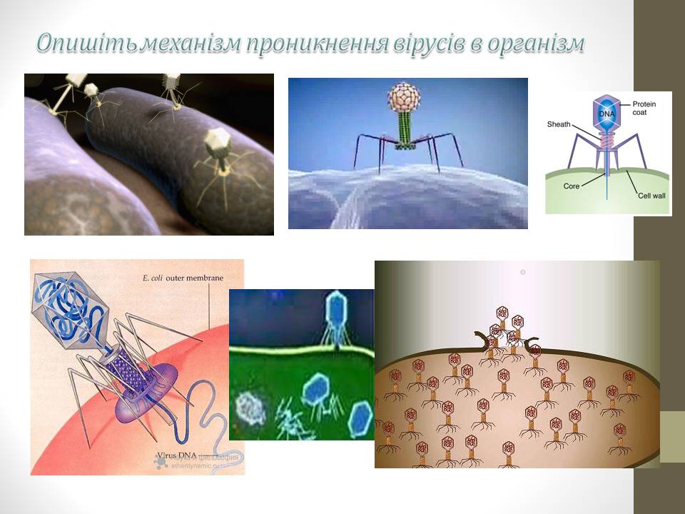 Презентація на тему «Роль вірусів у природі і житті людини» (варіант 2) - Слайд #2