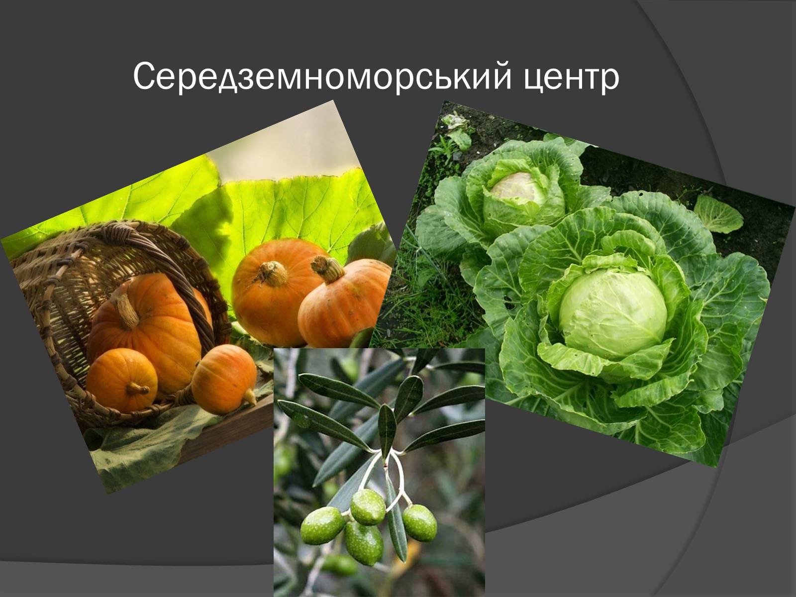 Презентація на тему «Центри різноманітності та походження культурних рослин» - Слайд #8