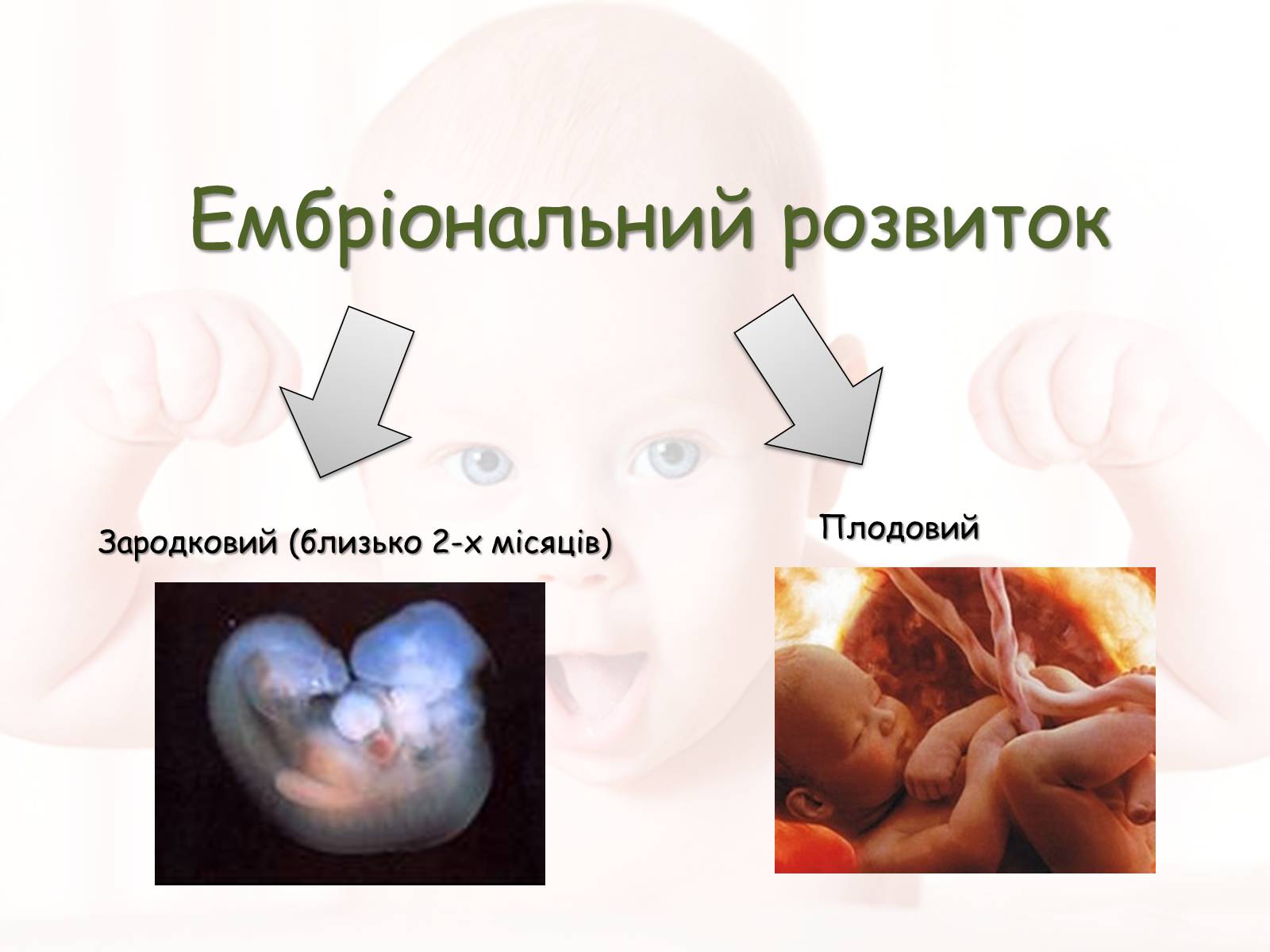 Презентація на тему «Розмноження та розвиток людини» (варіант 2) - Слайд #5