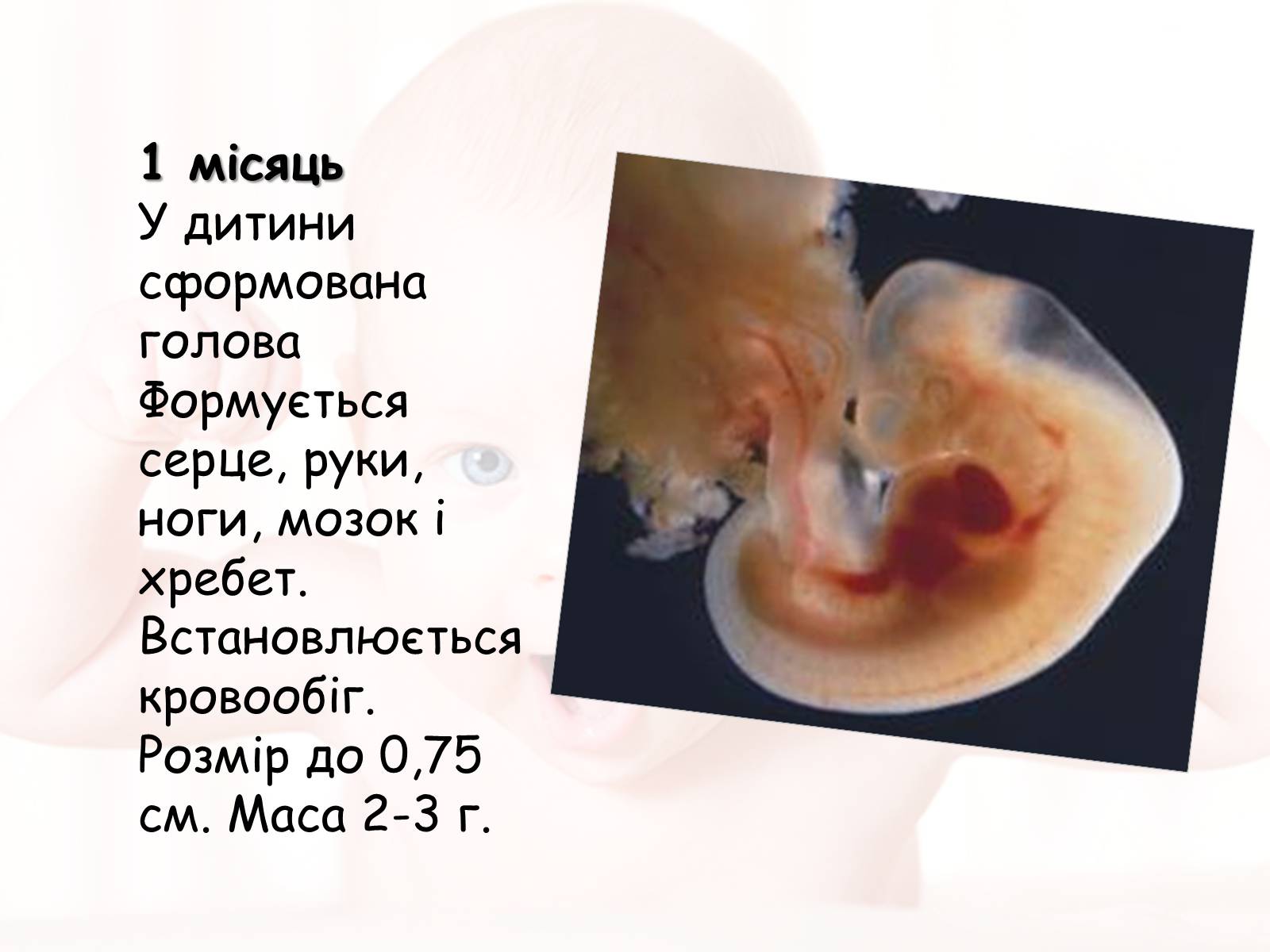 Презентація на тему «Розмноження та розвиток людини» (варіант 2) - Слайд #7