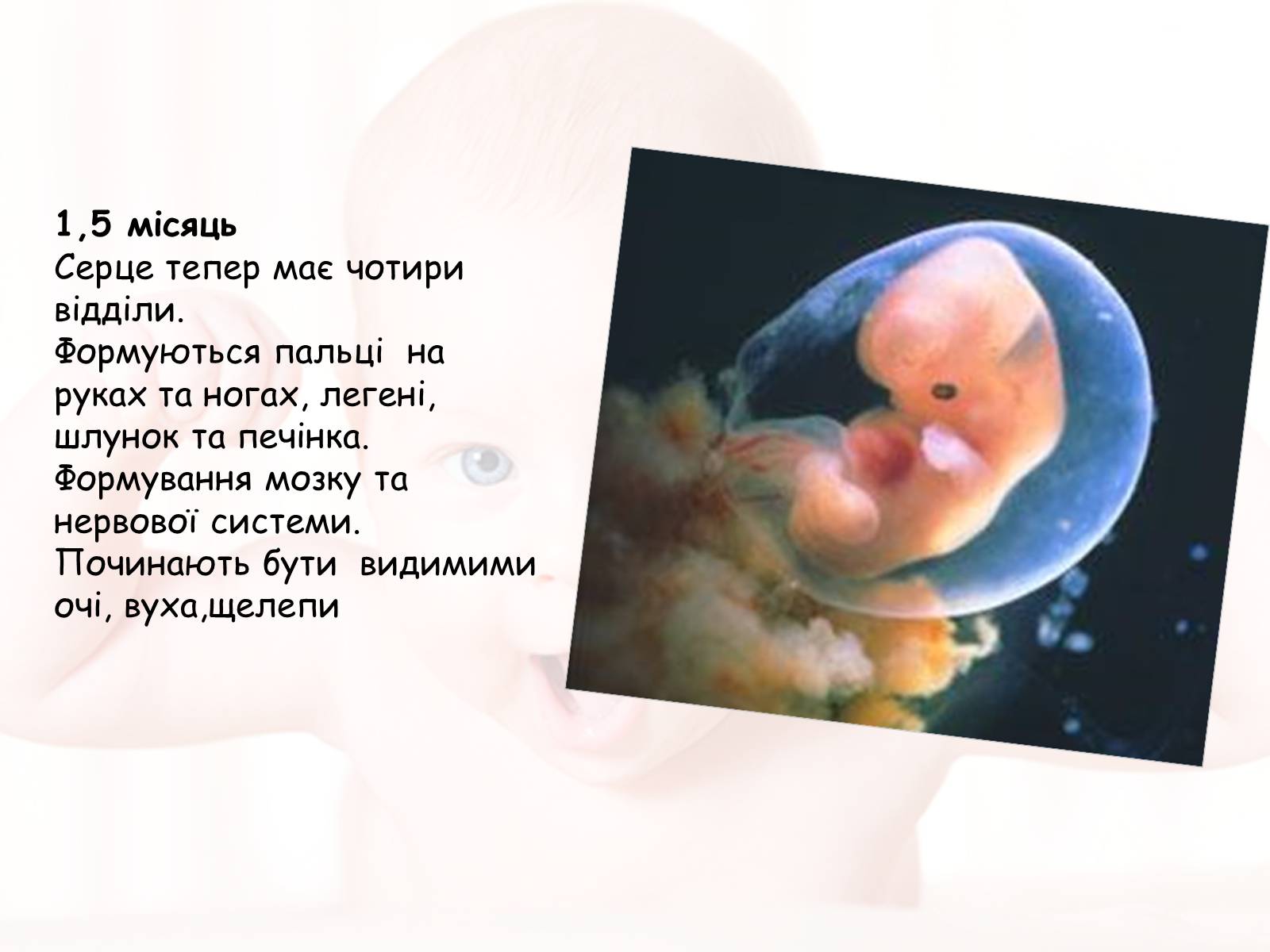 Презентація на тему «Розмноження та розвиток людини» (варіант 2) - Слайд #8