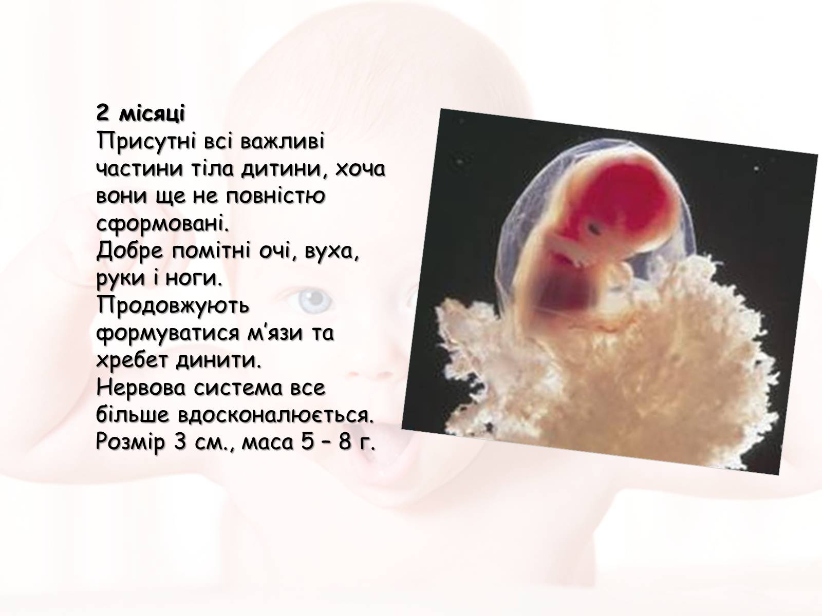 Презентація на тему «Розмноження та розвиток людини» (варіант 2) - Слайд #9