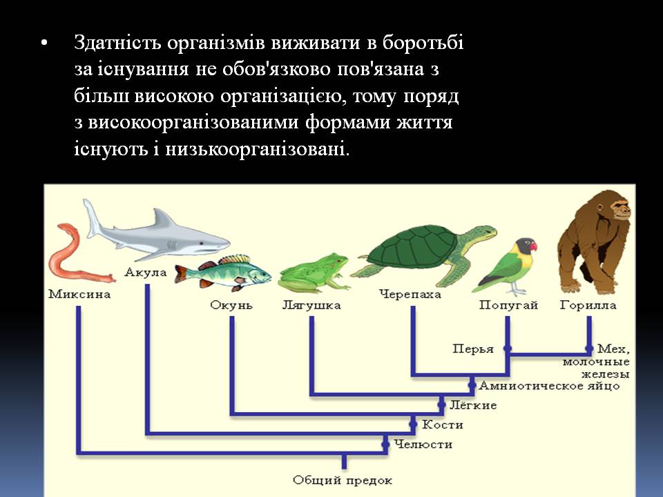 Презентація на тему «Еволюційне вчення Чарльза Дарвіна» - Слайд #8