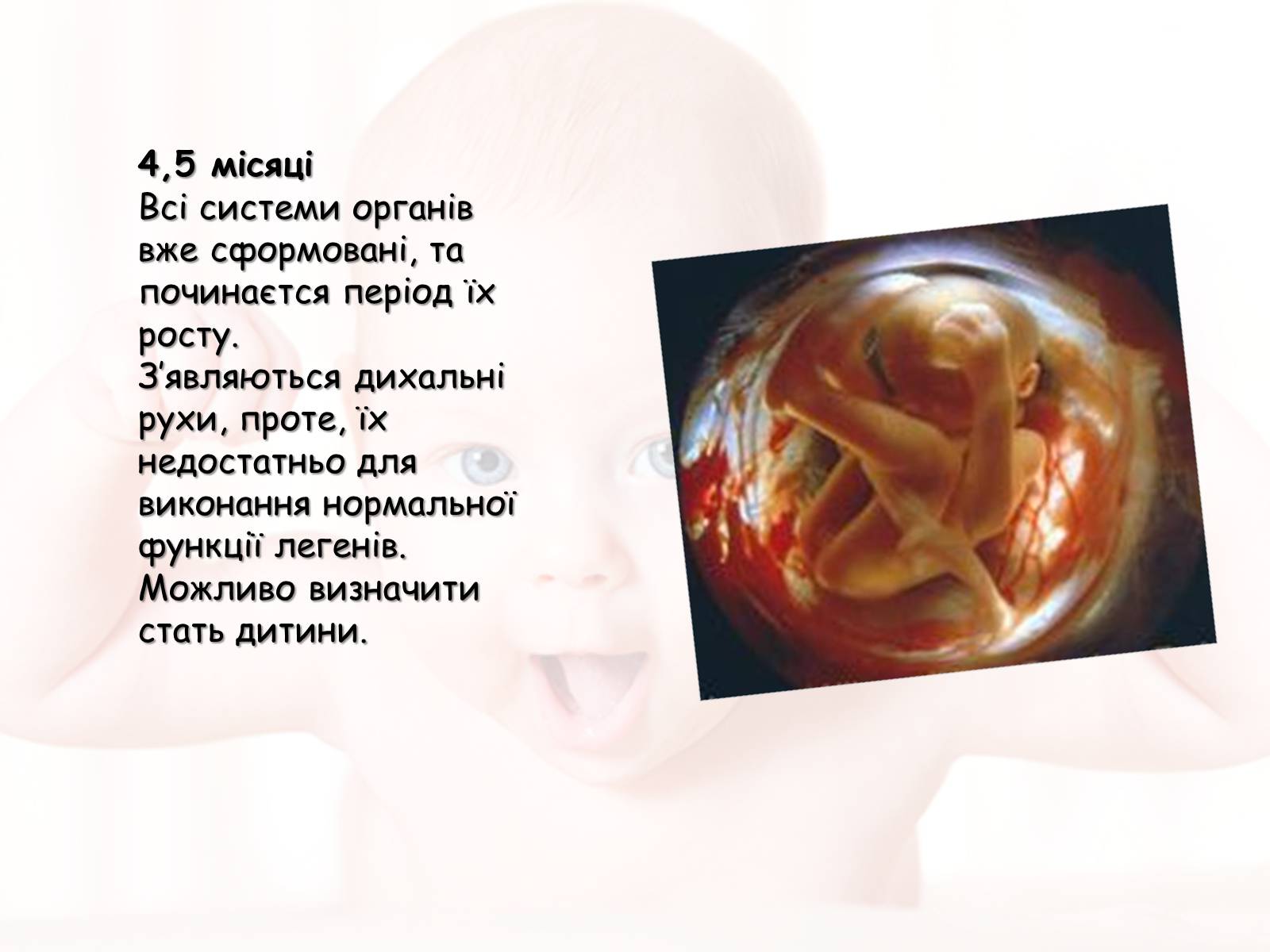 Презентація на тему «Розмноження та розвиток людини» (варіант 2) - Слайд #14