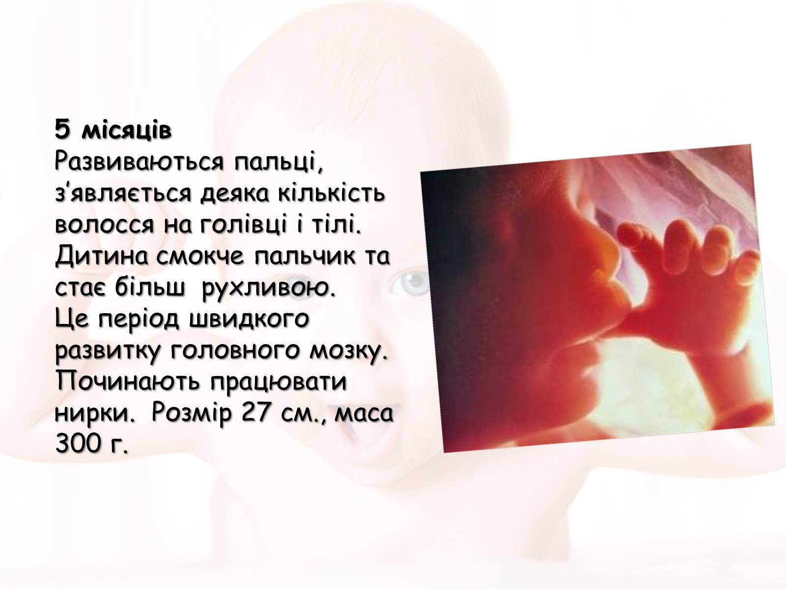 Презентація на тему «Розмноження та розвиток людини» (варіант 2) - Слайд #15