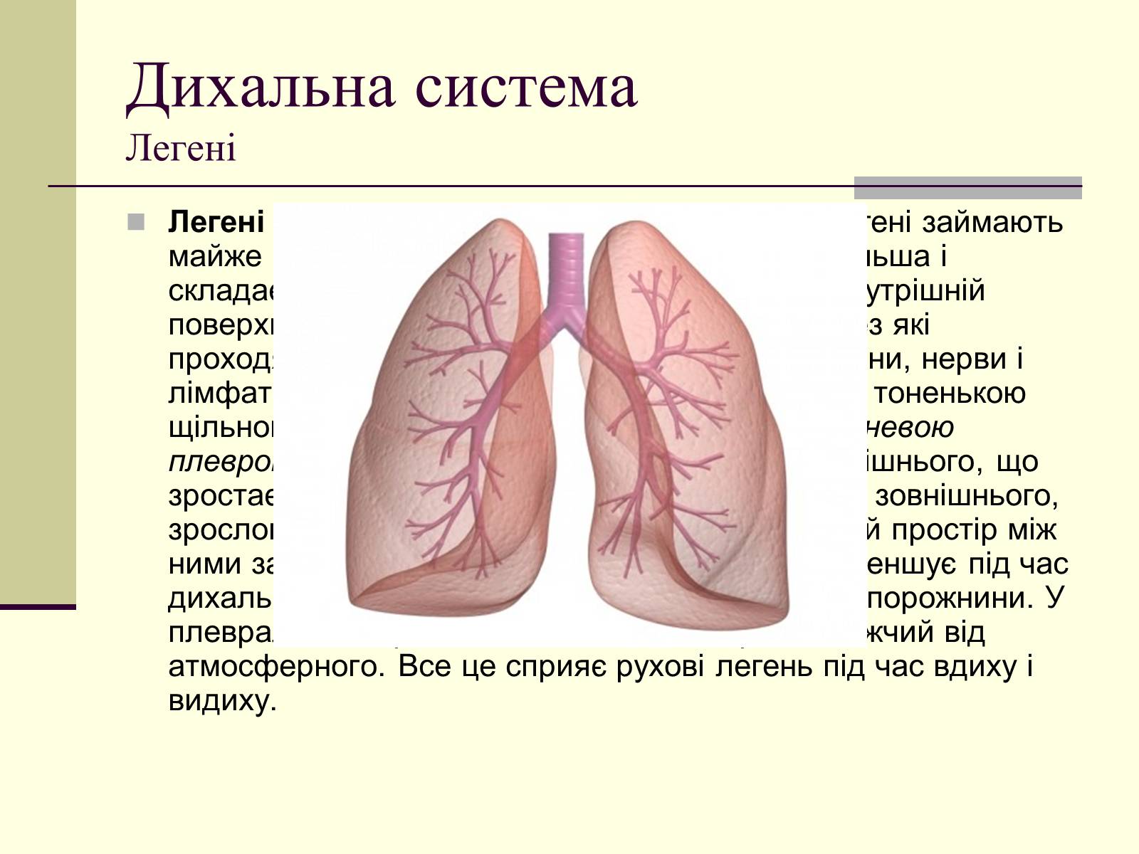 Презентація на тему «Критичні системи організму людини. Дихальна система» - Слайд #10