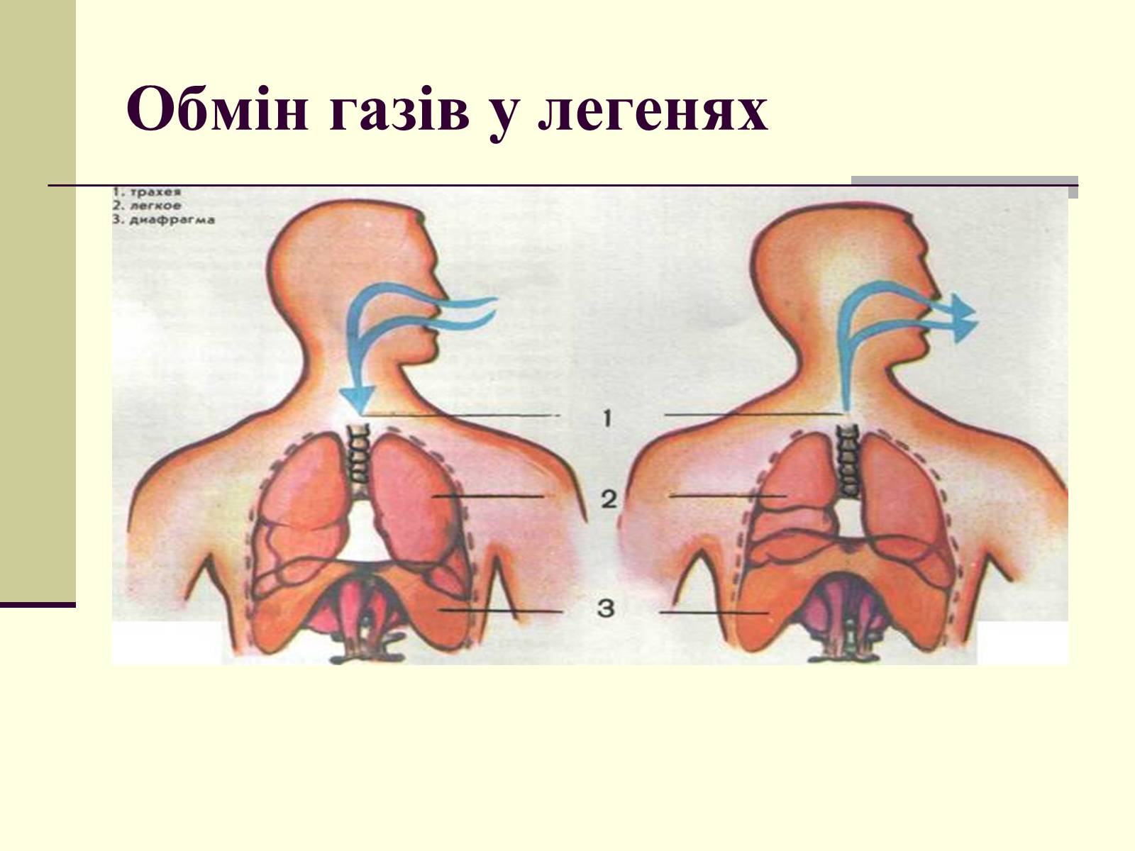 Презентація на тему «Критичні системи організму людини. Дихальна система» - Слайд #11