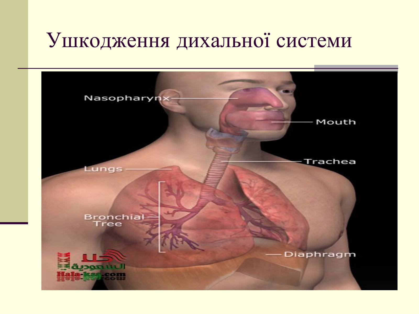 Презентація на тему «Критичні системи організму людини. Дихальна система» - Слайд #12