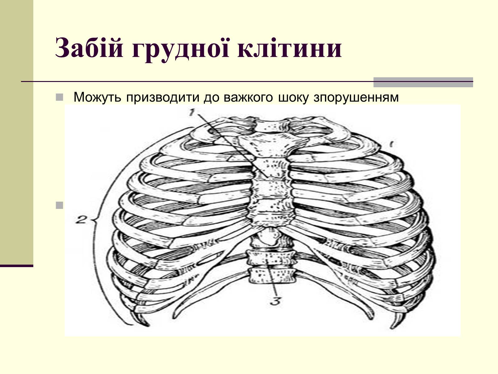 Презентація на тему «Критичні системи організму людини. Дихальна система» - Слайд #13