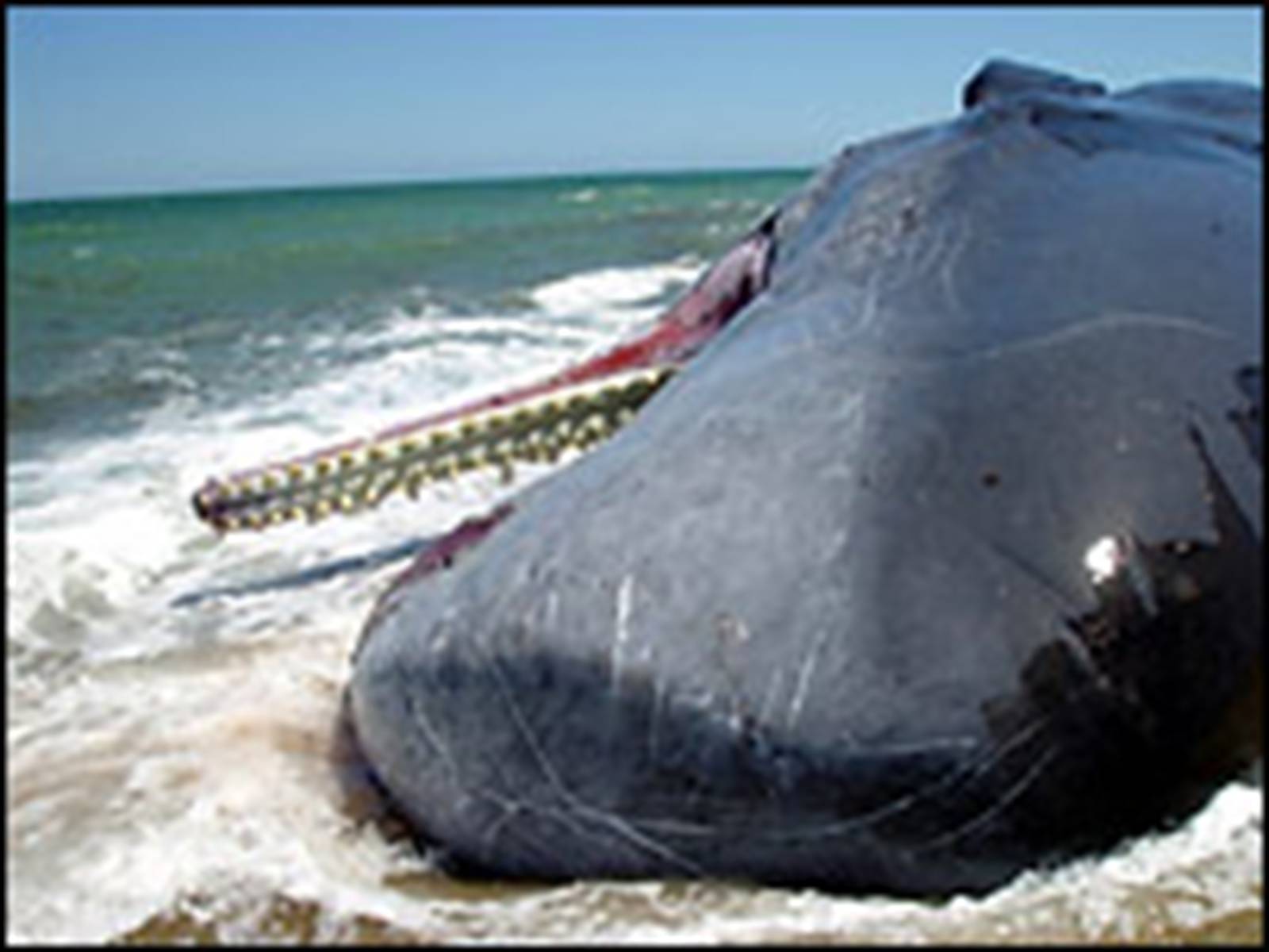 Почему киты выбрасываются на берег. Кит выброшенный на берег моря. Гигантский кит.
