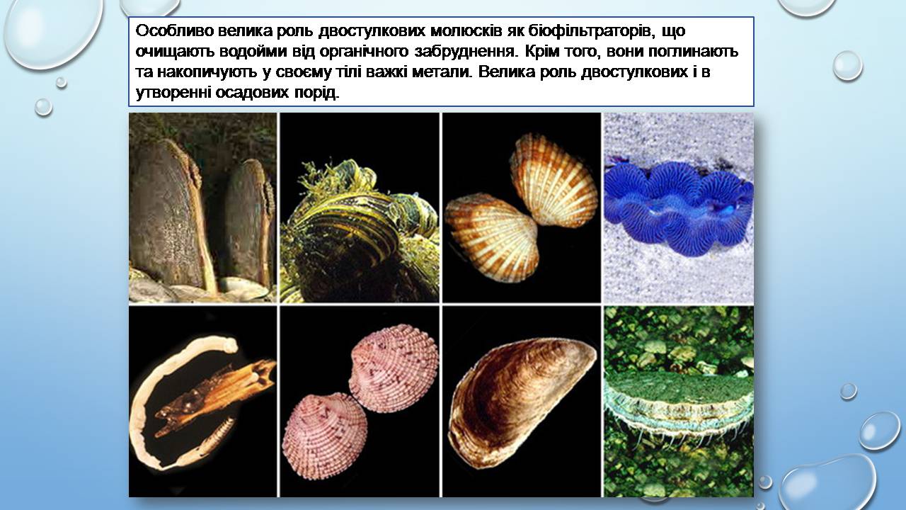 Три примера животных моллюски. Представители класса двустворчатые. Многообразие двустворчатых моллюсков тридакна. Класс двустворчатые моллюски представители. Двустворчатые моллюски Bivalvia.