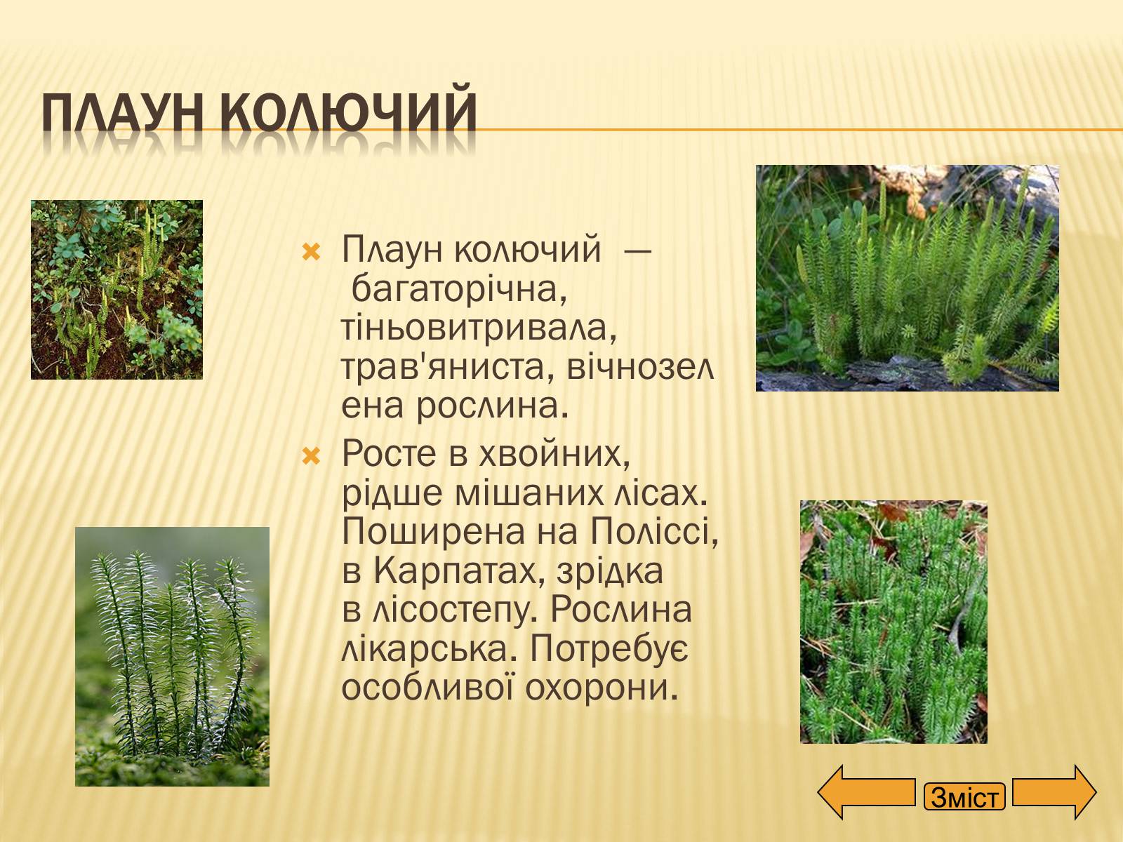 Презентація на тему «Рослини занесені до Червоної та Зеленої книги України» (варіант 2) - Слайд #11