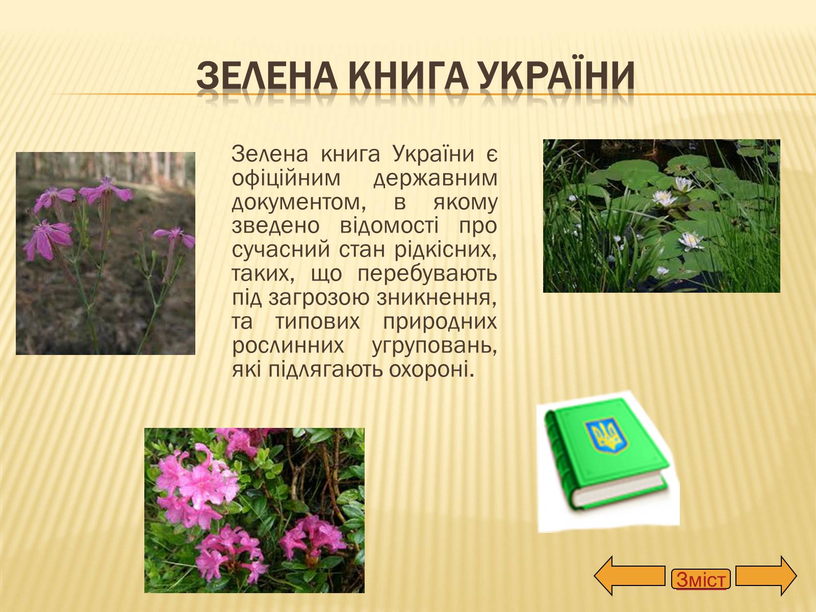 Презентація на тему «Рослини занесені до Червоної та Зеленої книги України» (варіант 2) - Слайд #12