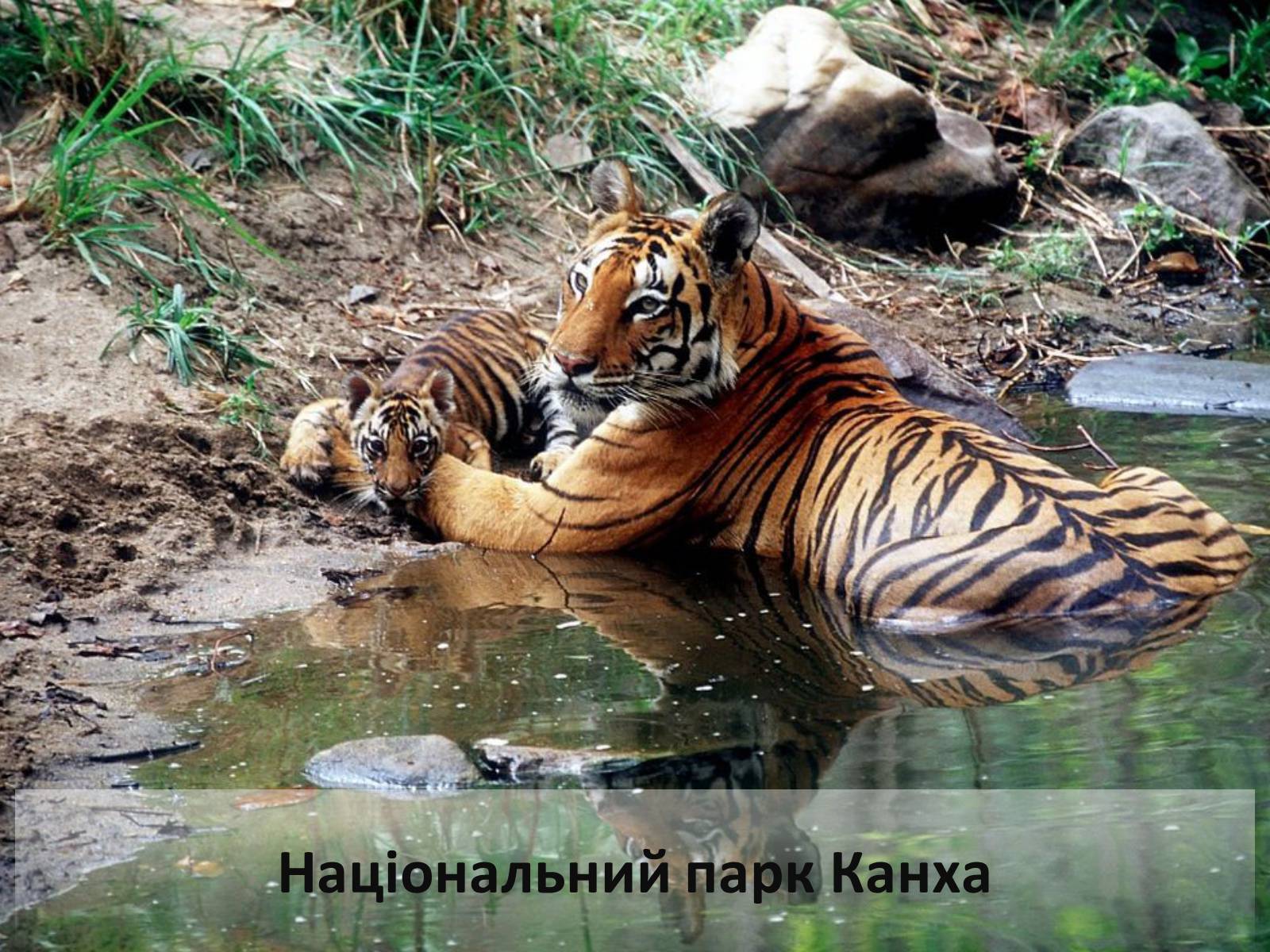 национальные парки тигры