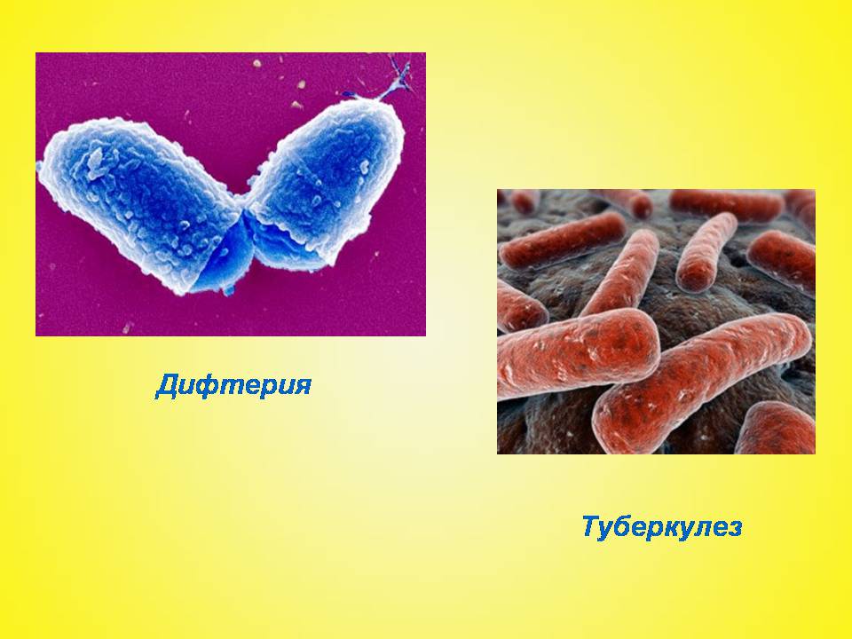 Презентація на тему «Бактериальные заболевания и их профилактика» - Слайд #3