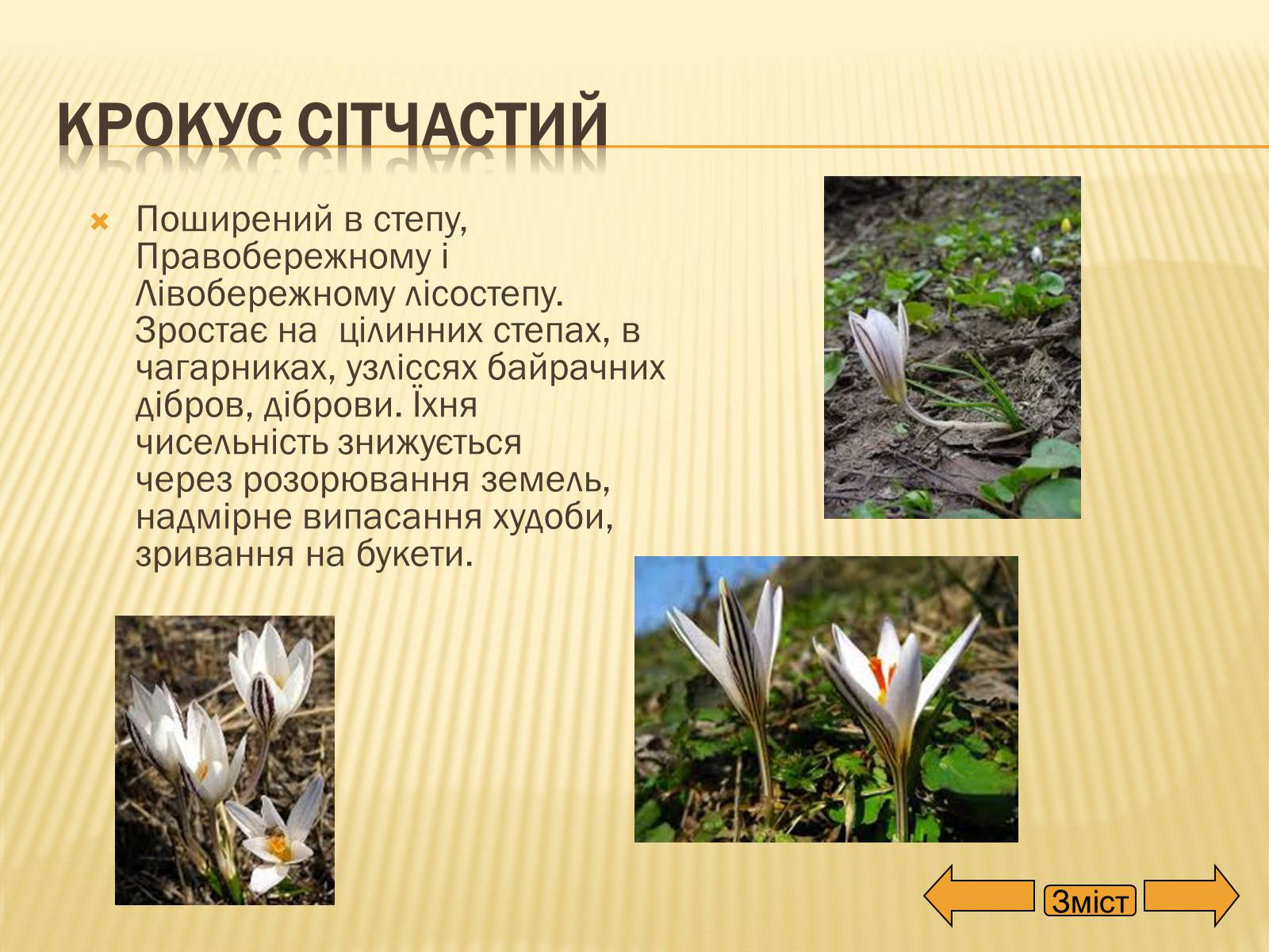 Презентація на тему «Рослини занесені до Червоної та Зеленої книги України» (варіант 2) - Слайд #16