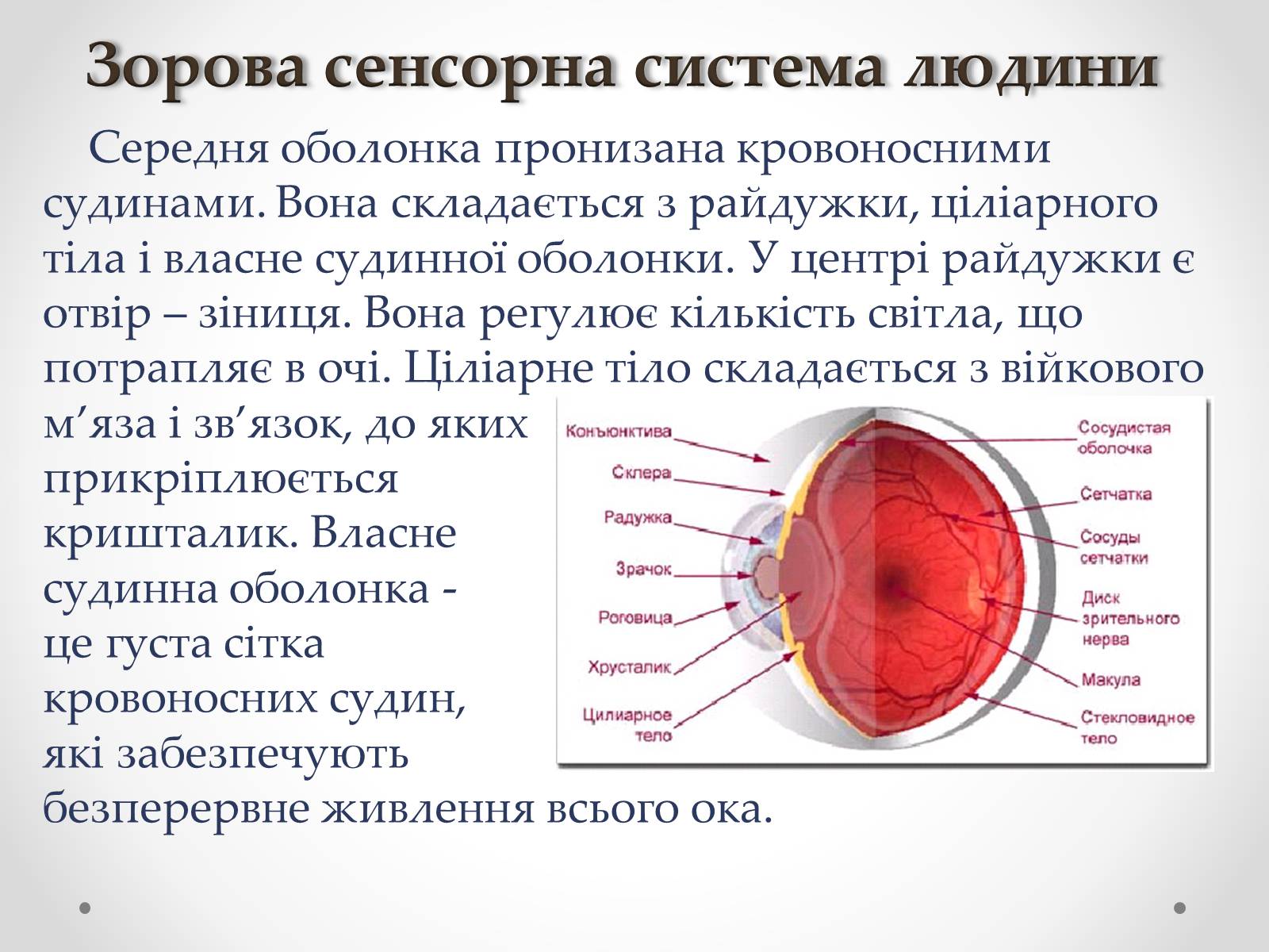 Презентація на тему «Зорова сенсорна система людини» - Слайд #8