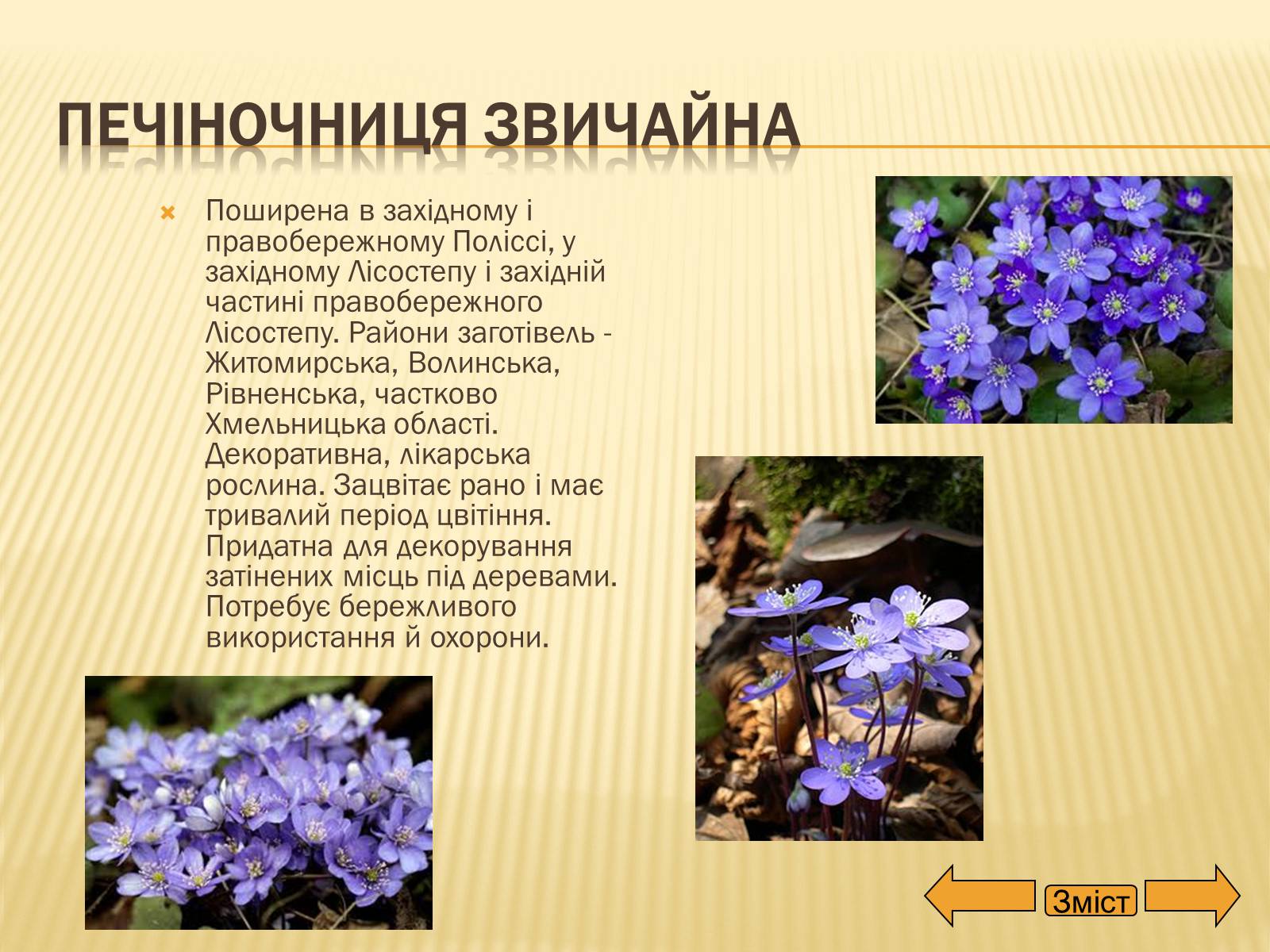 Презентація на тему «Рослини занесені до Червоної та Зеленої книги України» (варіант 2) - Слайд #17