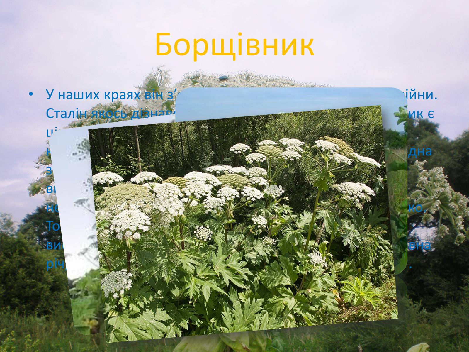 Презентація на тему «Рослини-чужинці на Україні» - Слайд #3
