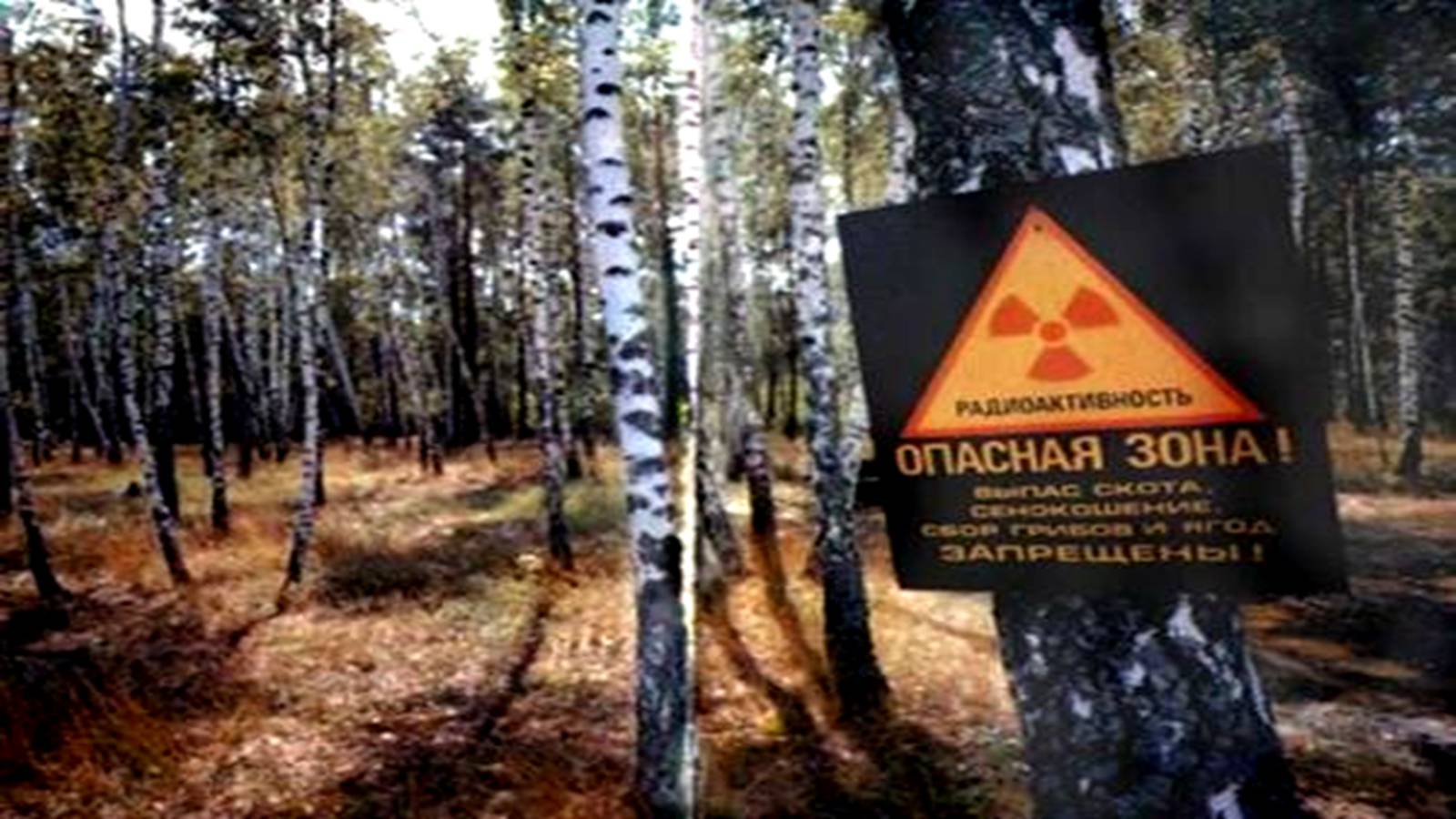 Презентація на тему «Чорнобиль» (варіант 4) - Слайд #13