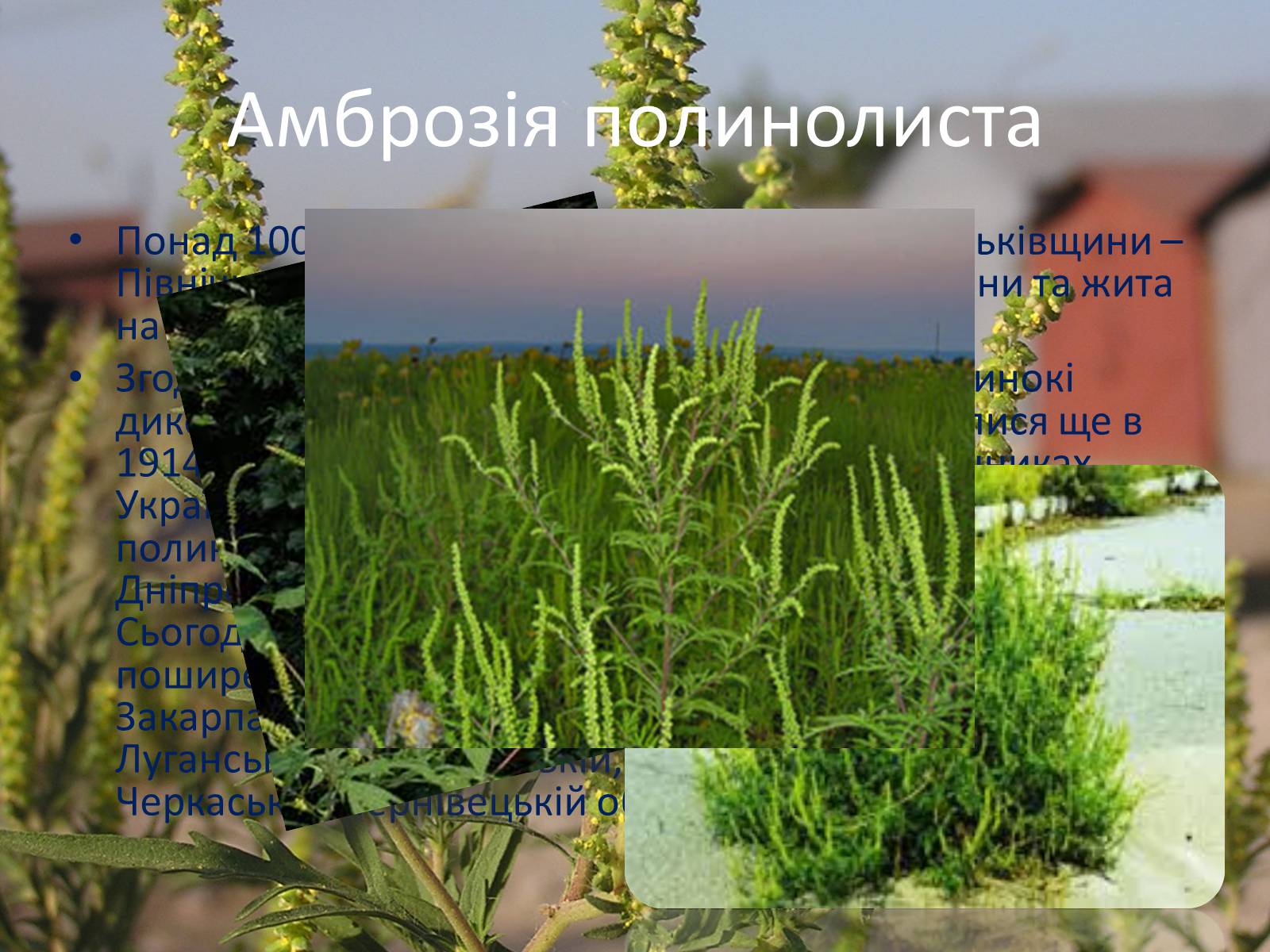 Презентація на тему «Рослини-чужинці на Україні» - Слайд #4