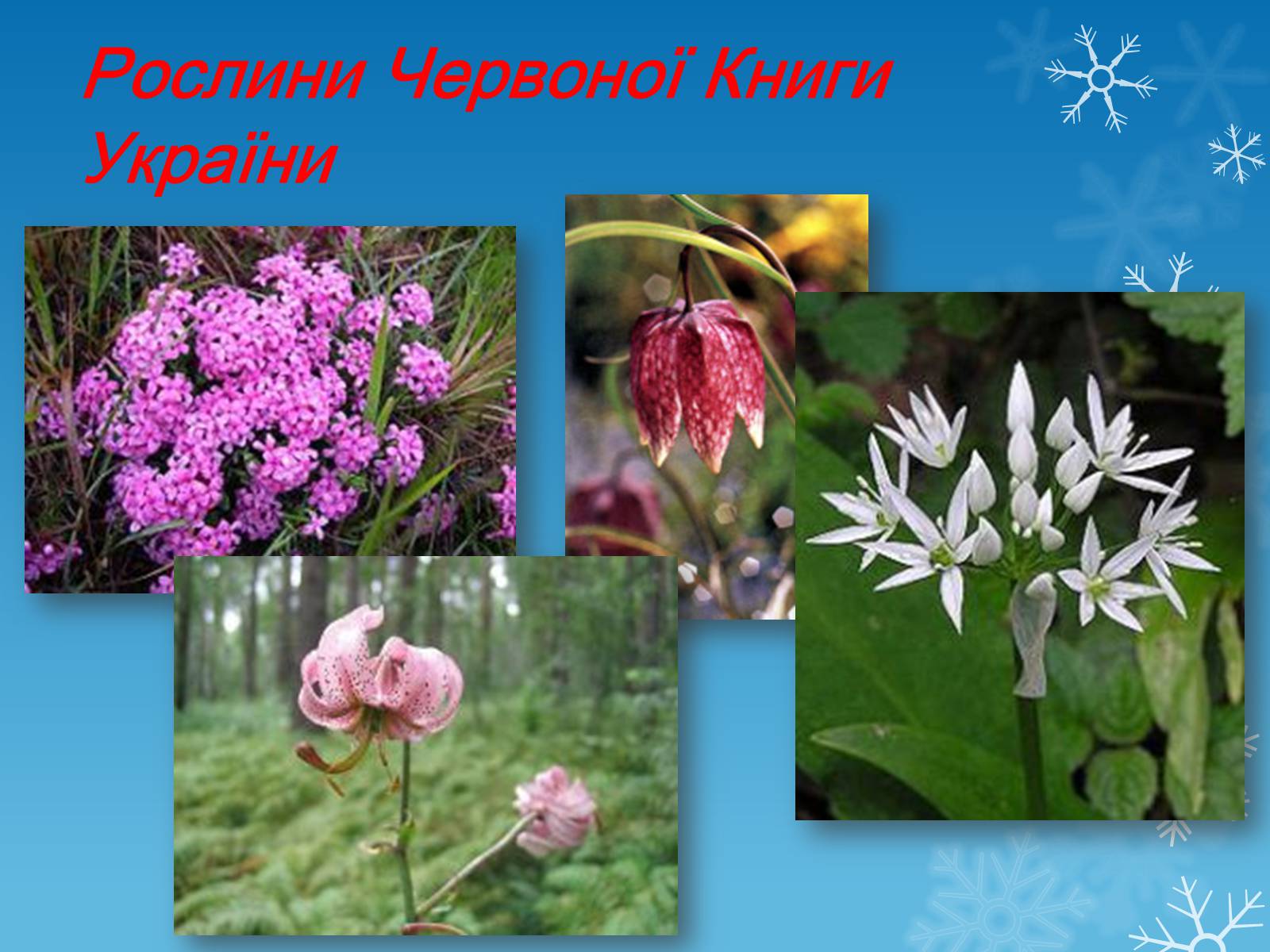 Презентація на тему «Рослини Червоної Книги України» (варіант 1) - Слайд #1
