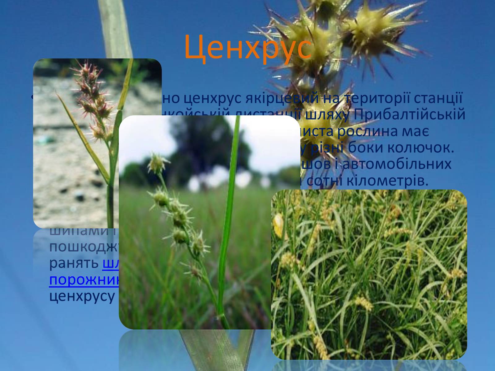 Презентація на тему «Рослини-чужинці на Україні» - Слайд #6