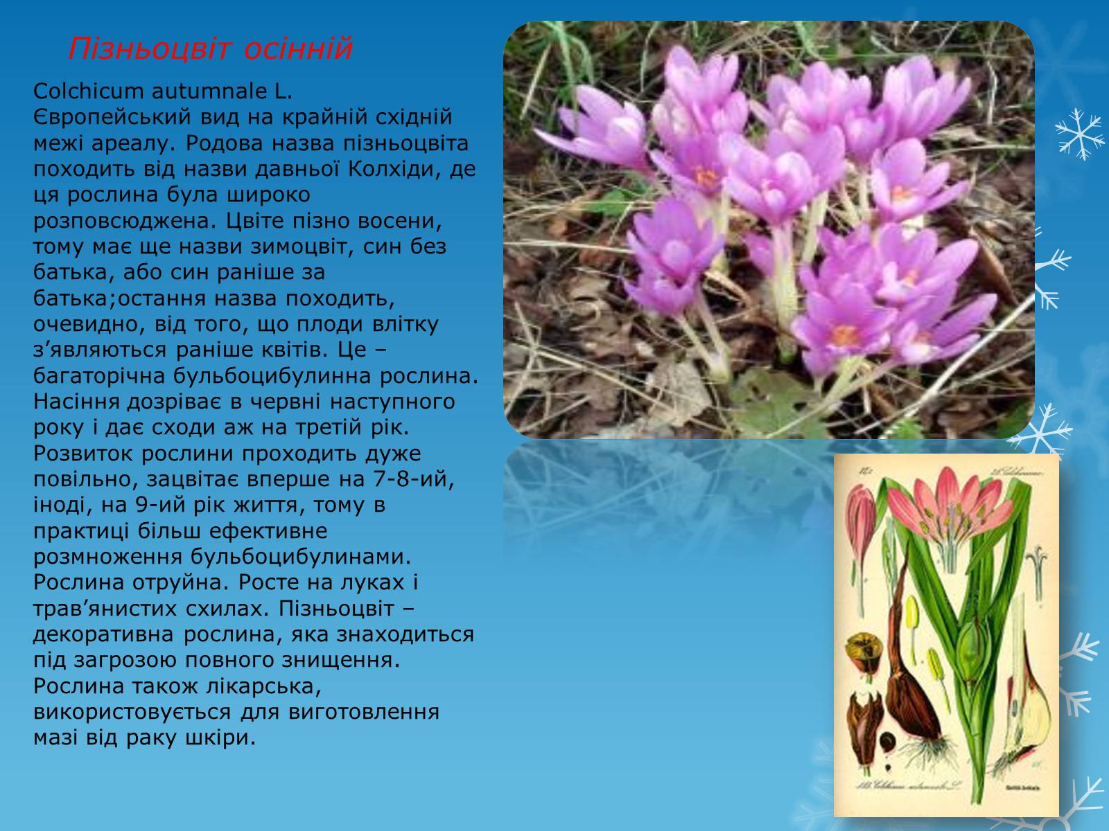 Презентація на тему «Рослини Червоної Книги України» (варіант 1) - Слайд #3
