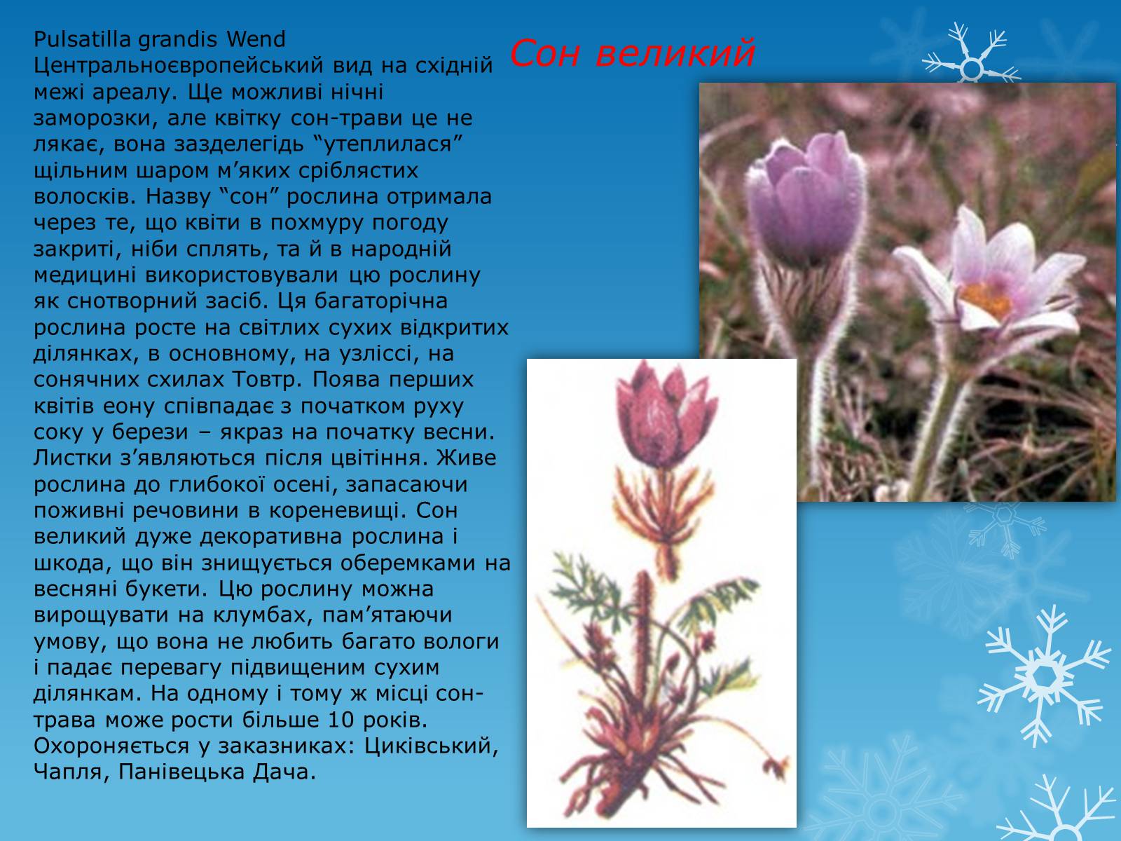 Презентація на тему «Рослини Червоної Книги України» (варіант 1) - Слайд #5