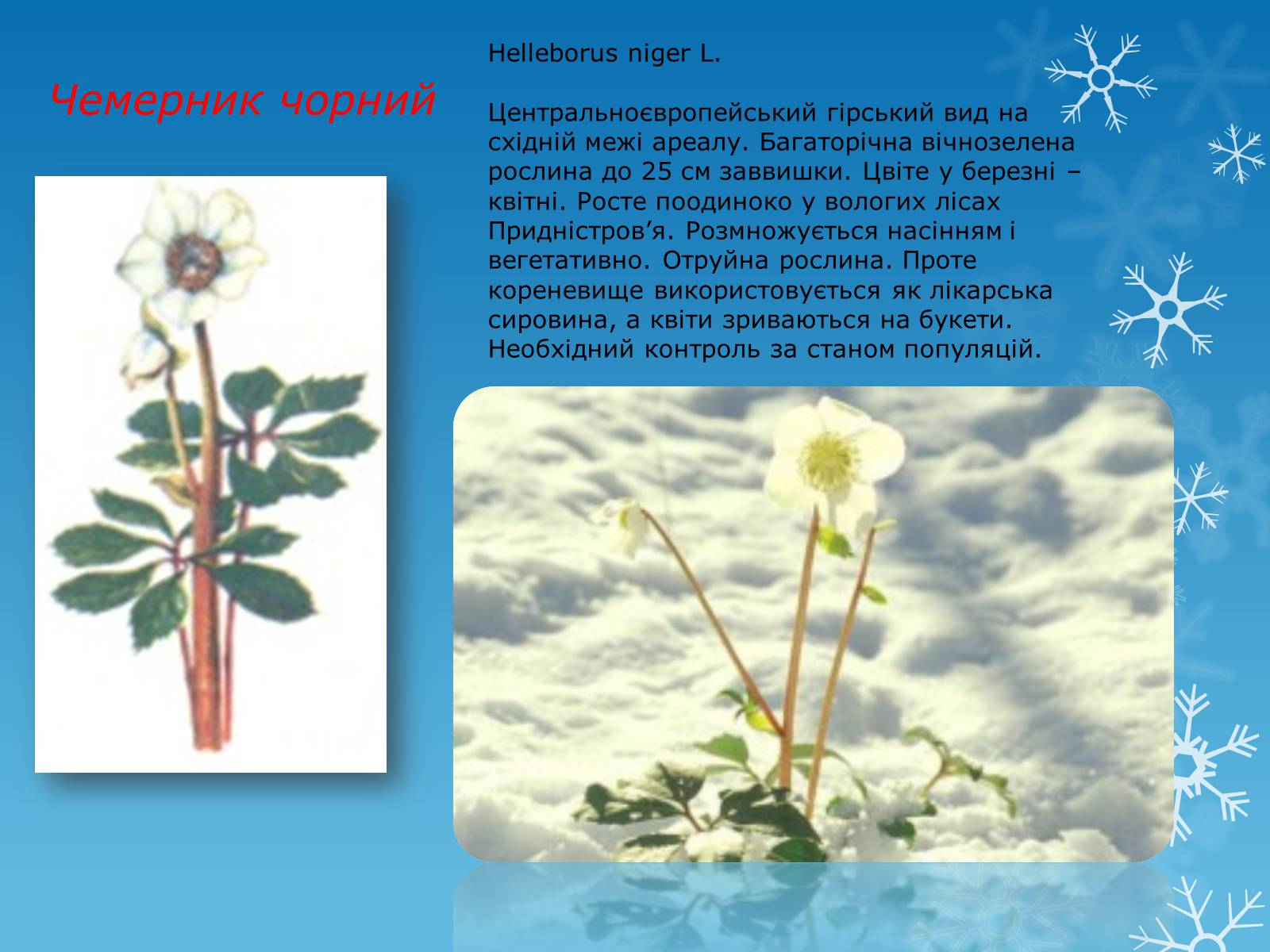 Презентація на тему «Рослини Червоної Книги України» (варіант 1) - Слайд #7