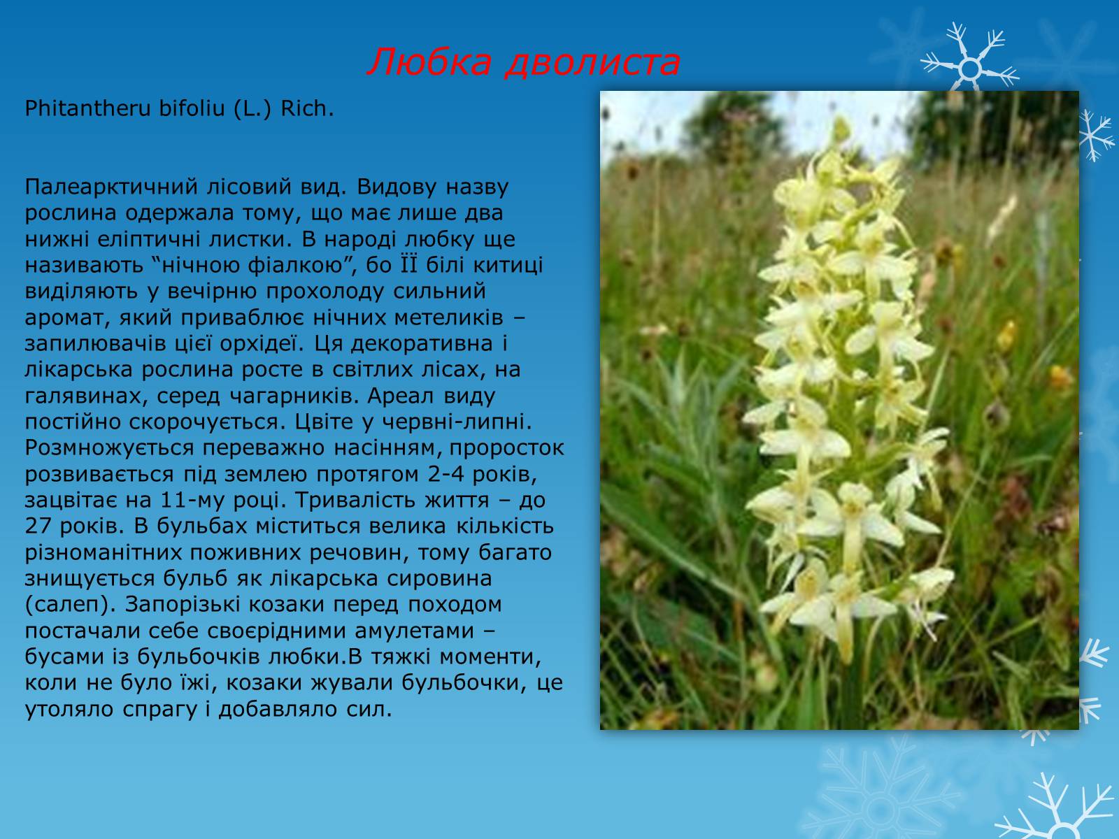 Презентація на тему «Рослини Червоної Книги України» (варіант 1) - Слайд #9