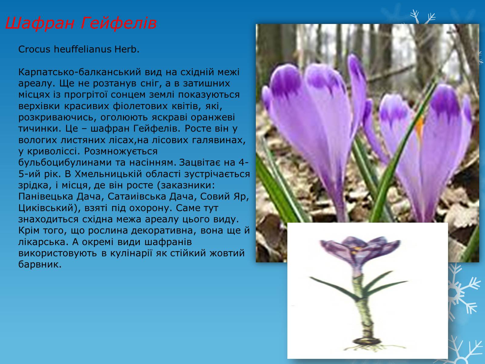Презентація на тему «Рослини Червоної Книги України» (варіант 1) - Слайд #14