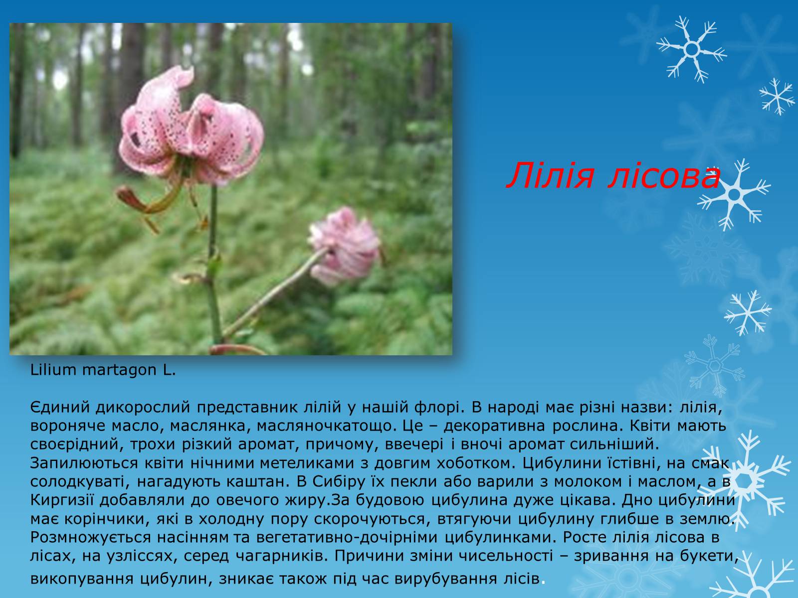 Презентація на тему «Рослини Червоної Книги України» (варіант 1) - Слайд #15