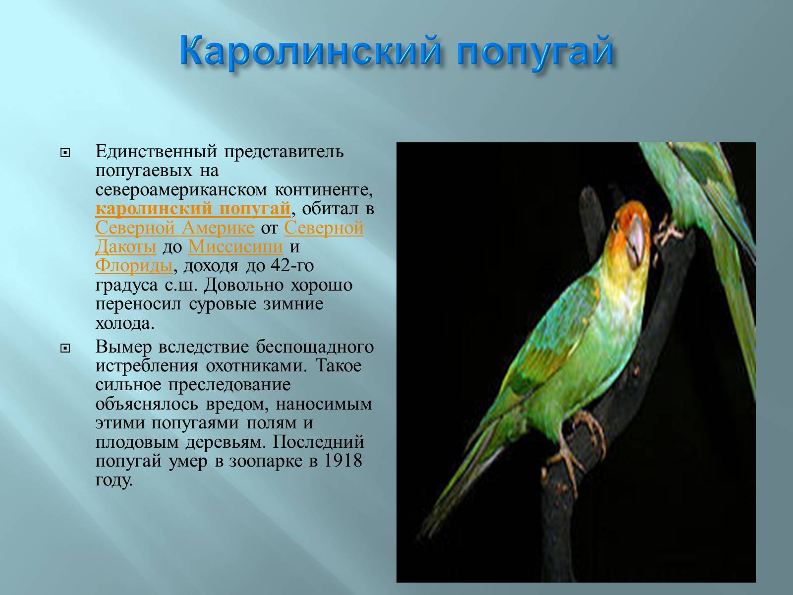 Каролинский попугай описание